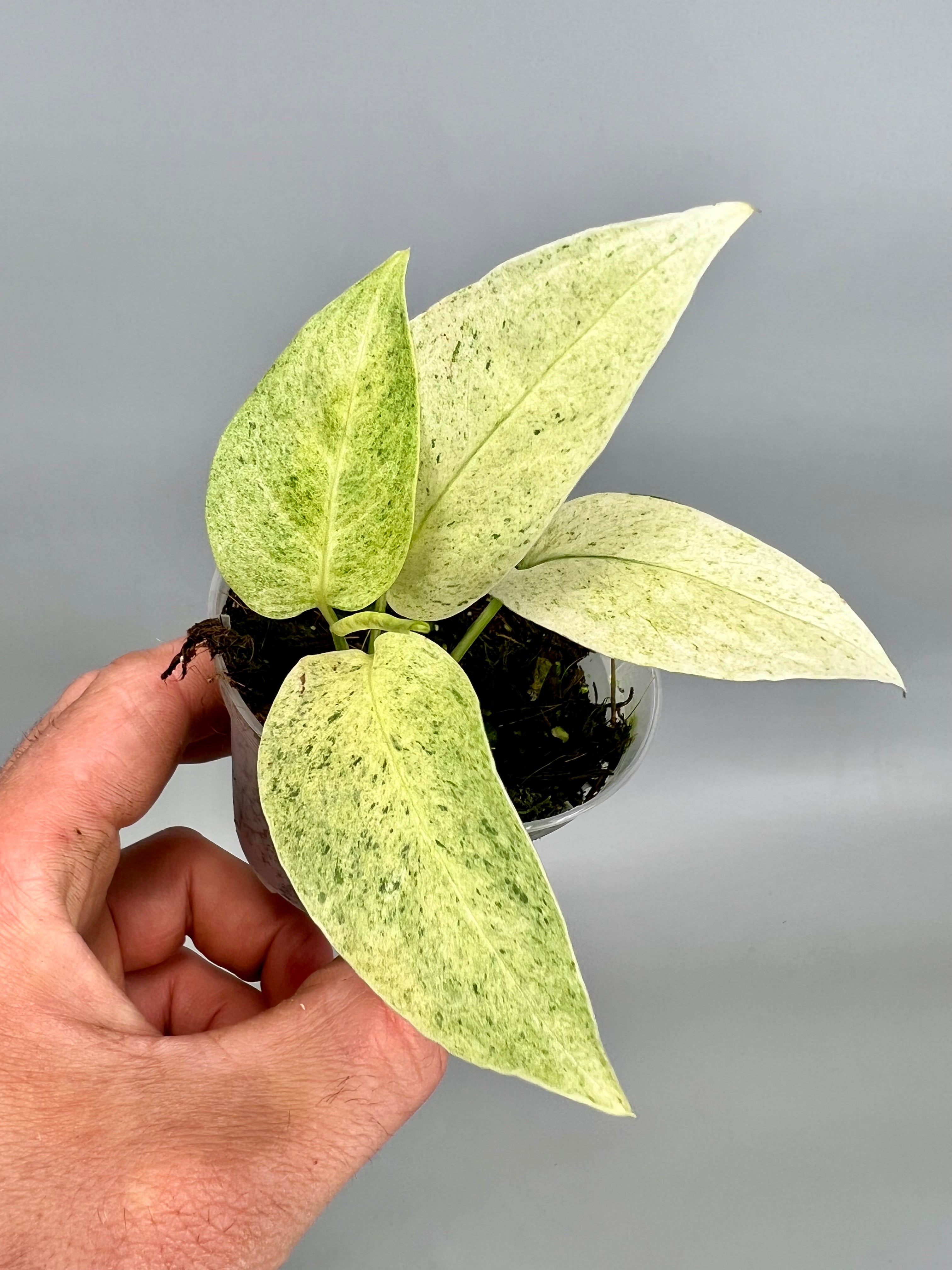 Monstera laniata variegata mint