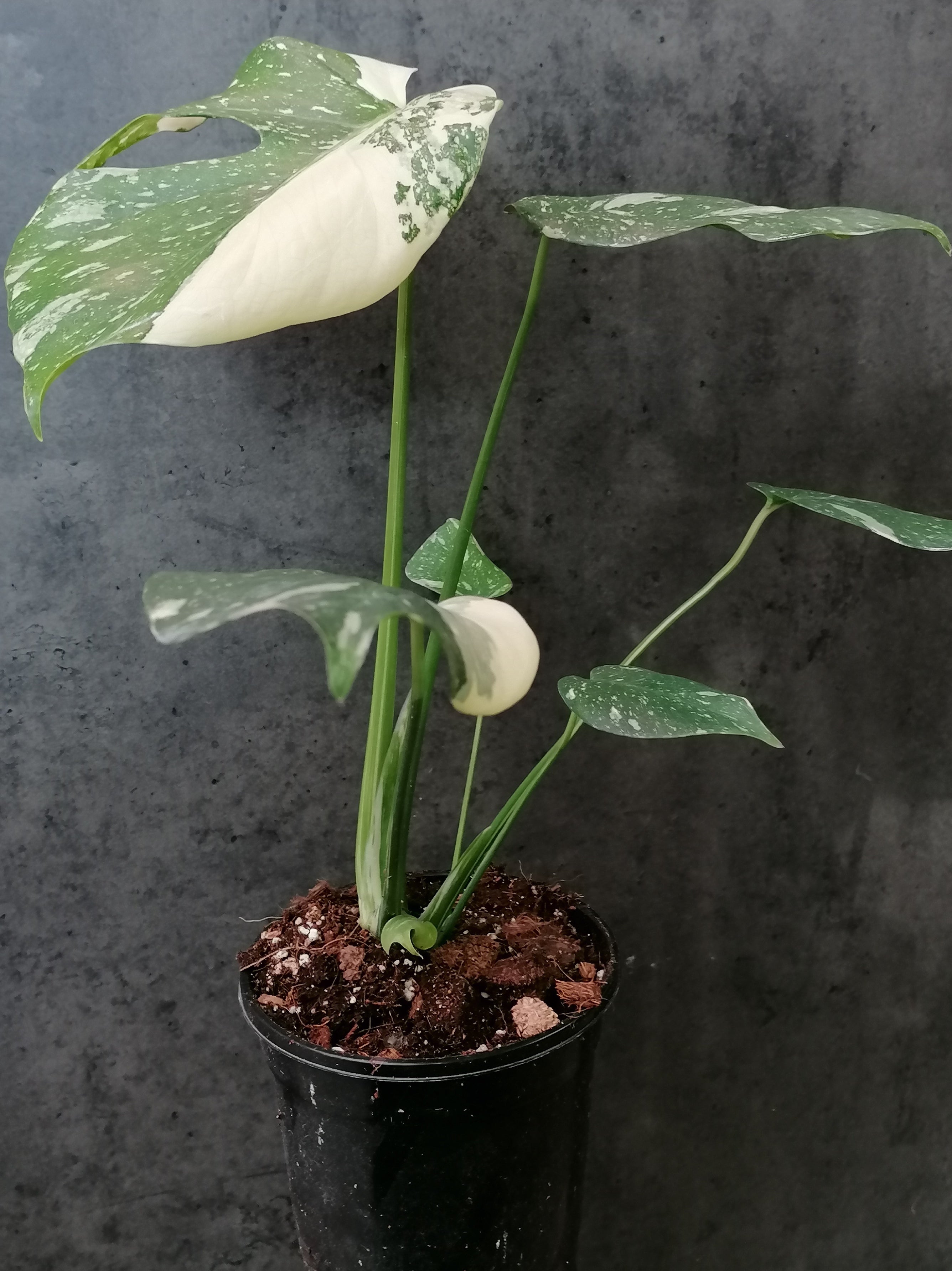 Highly Variegated Monstera Thai purchases Constellation