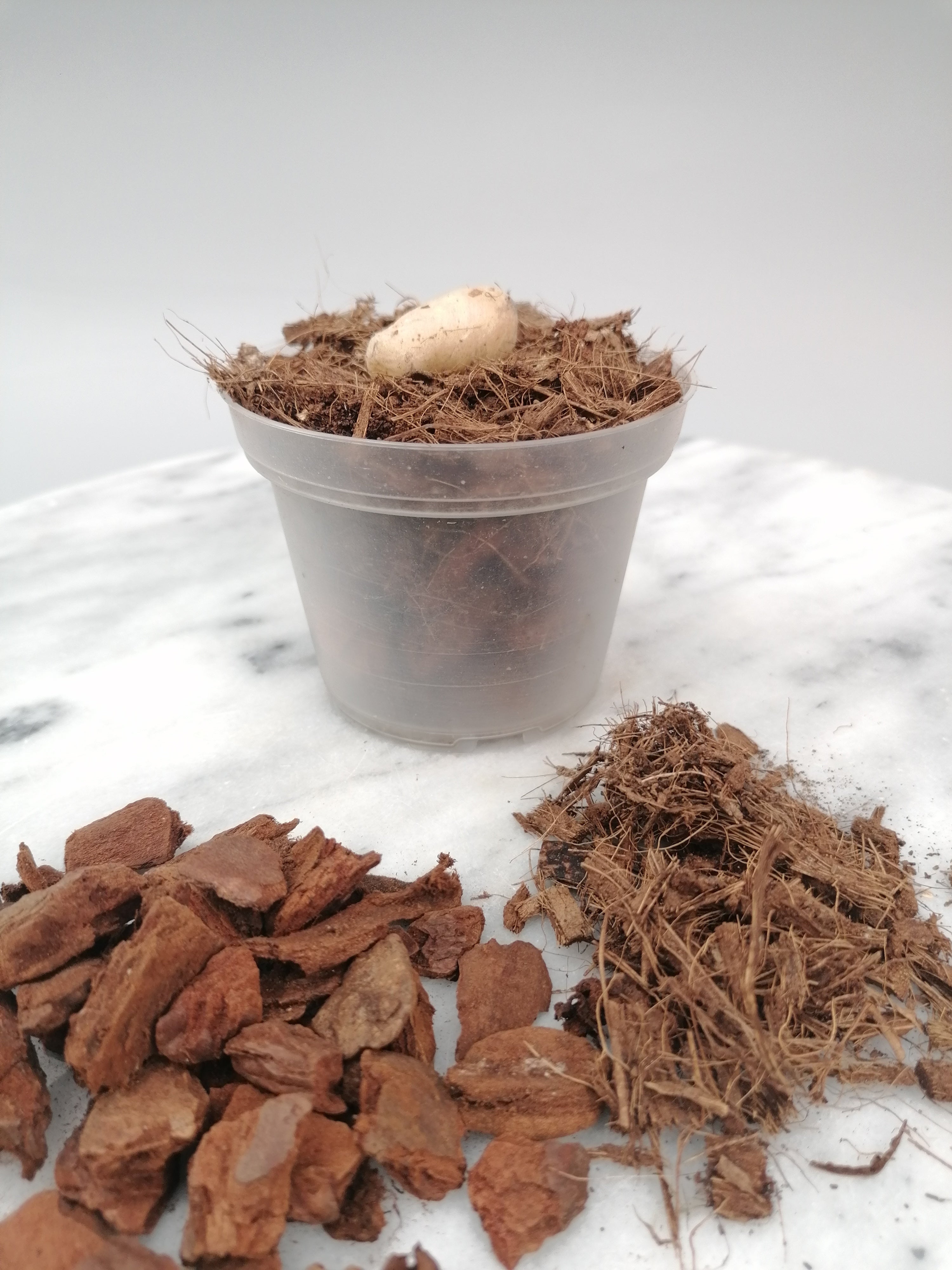 Habenaria roebelenii