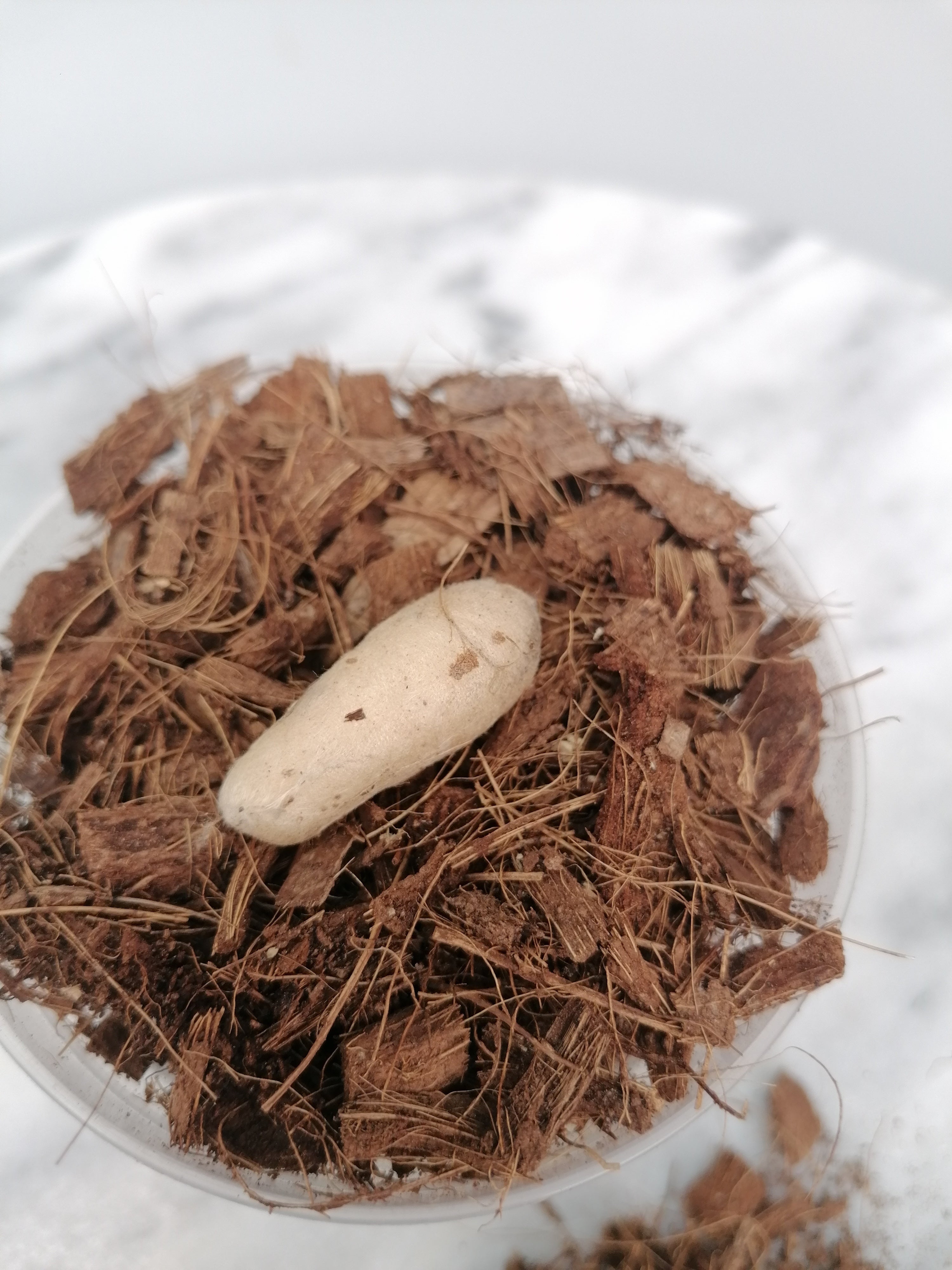 Habenaria carnea XXL