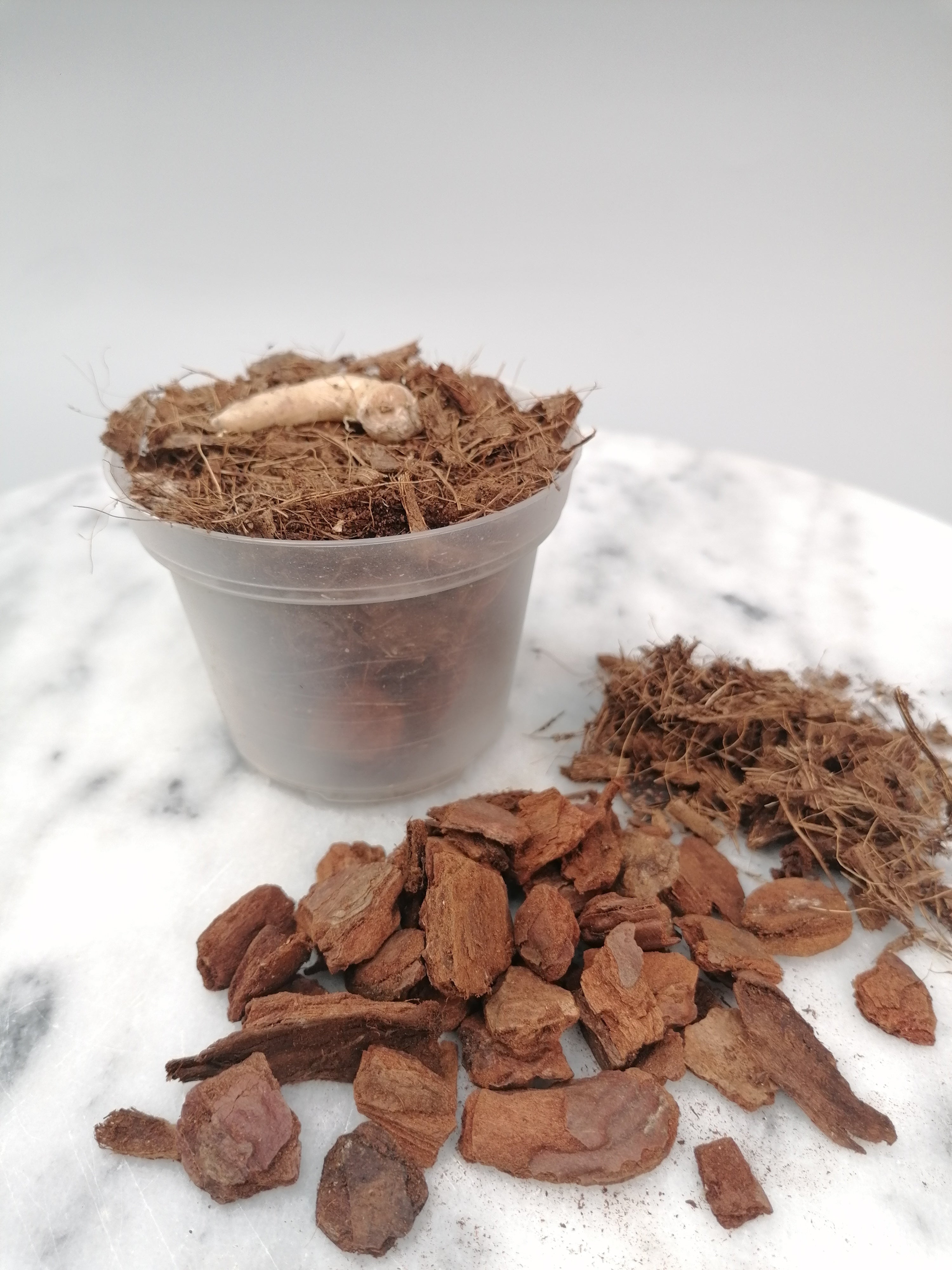 Habenaria carnea XXL