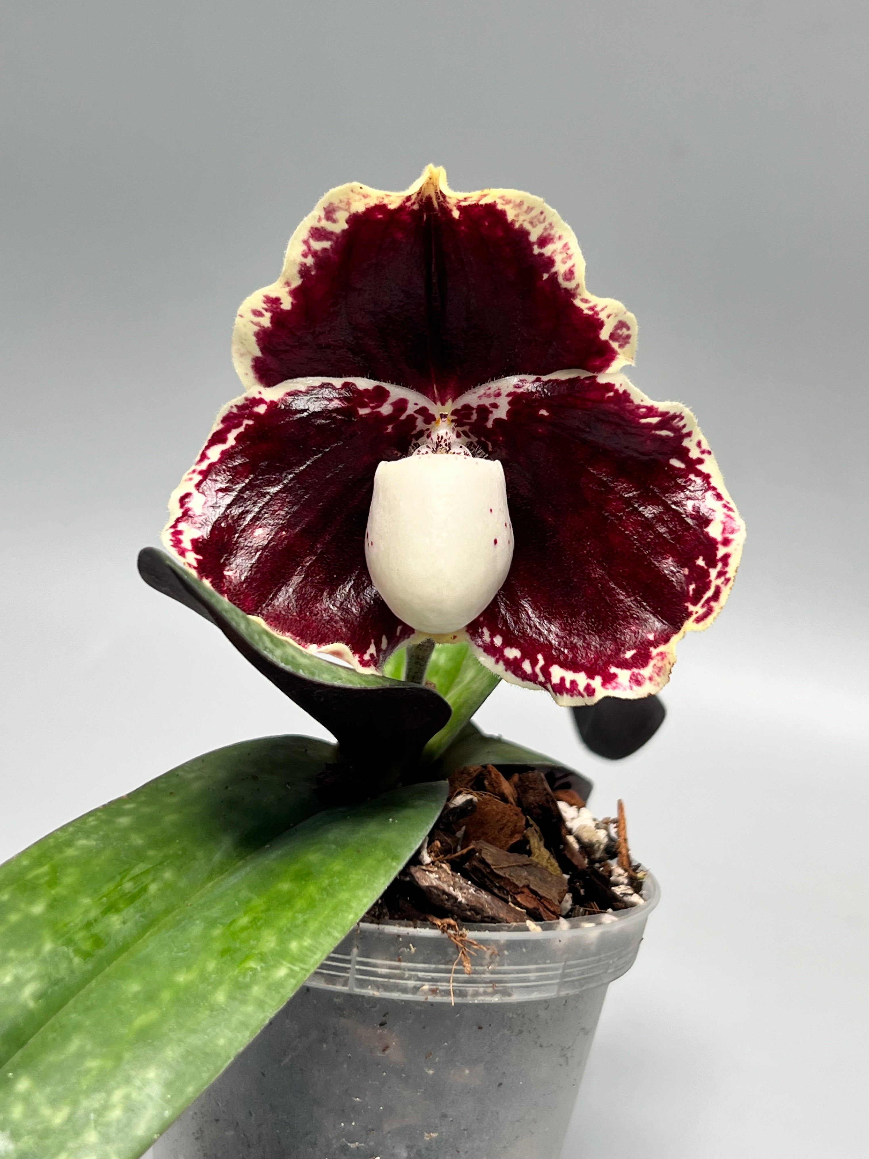 Paphiopedilum leucochilum ''Dark''