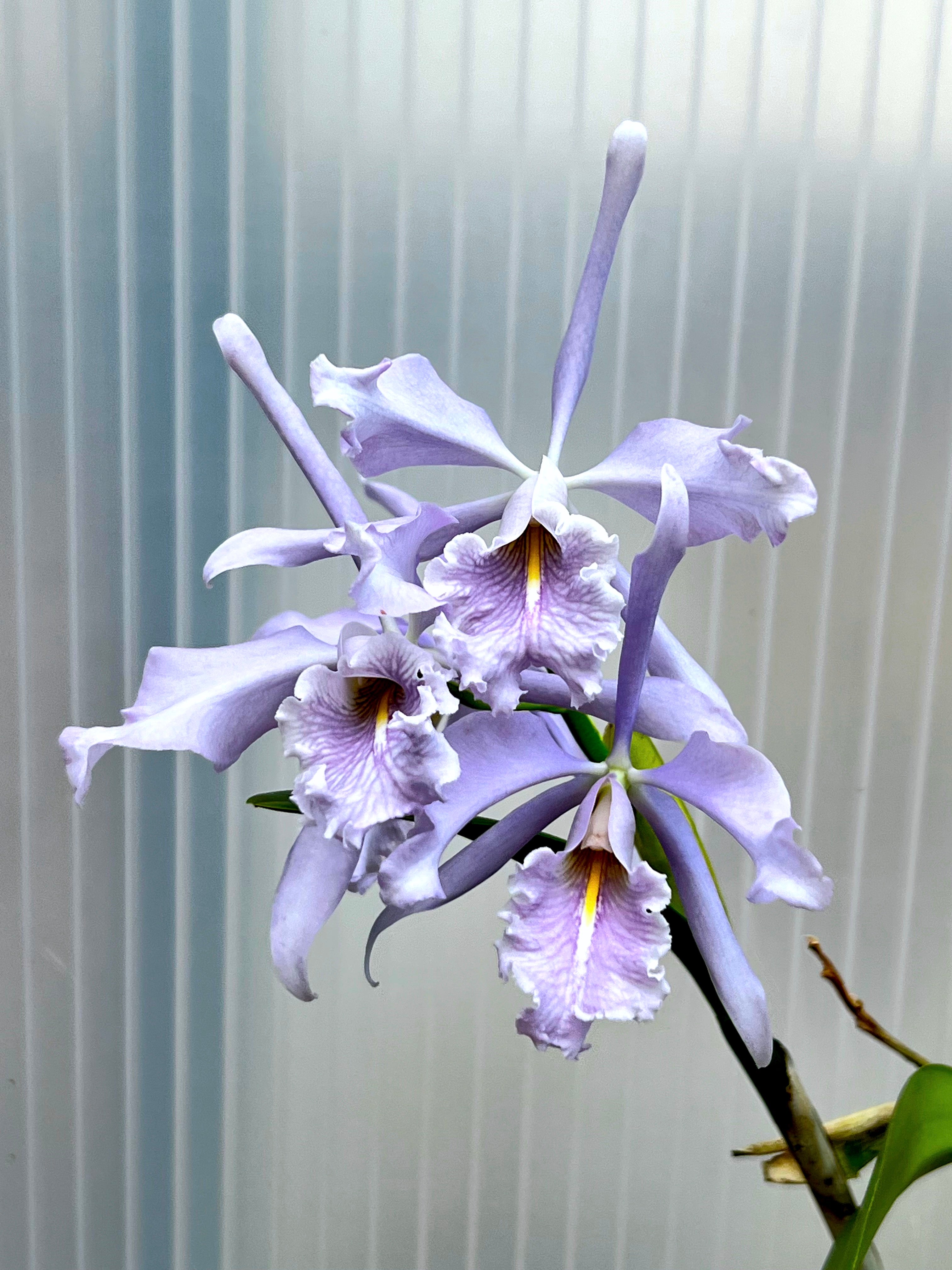 Cattleya maxima var. Coerulea