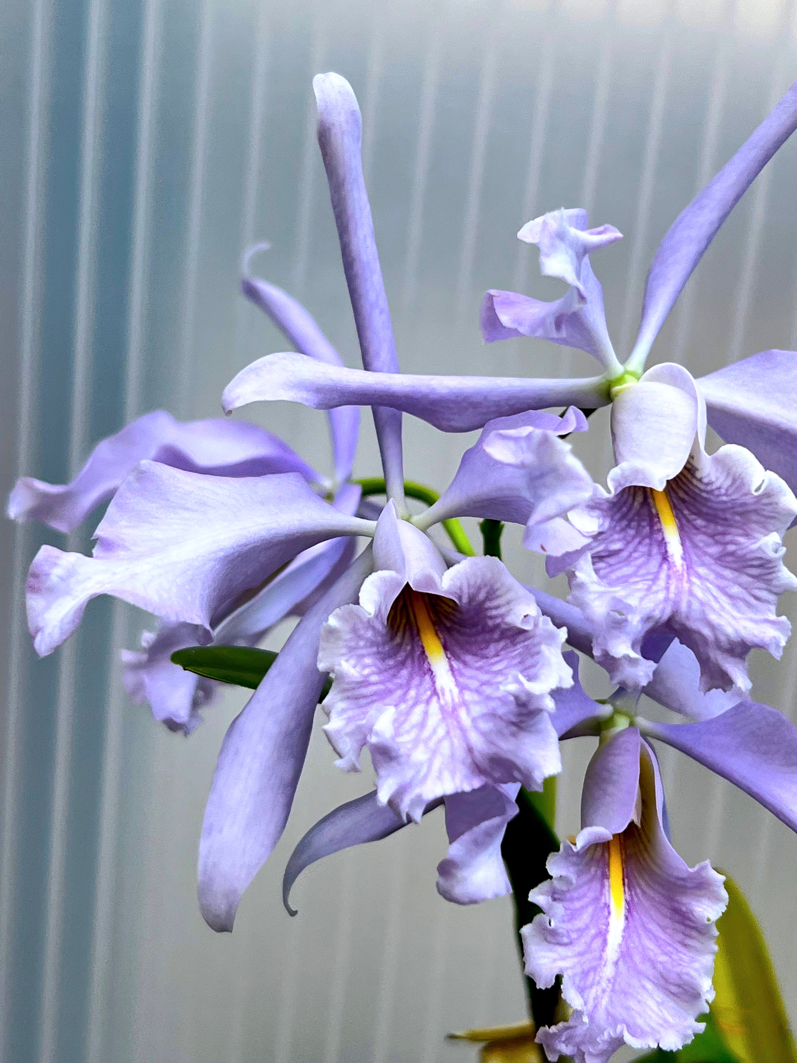 Cattleya maxima var. Coerulea