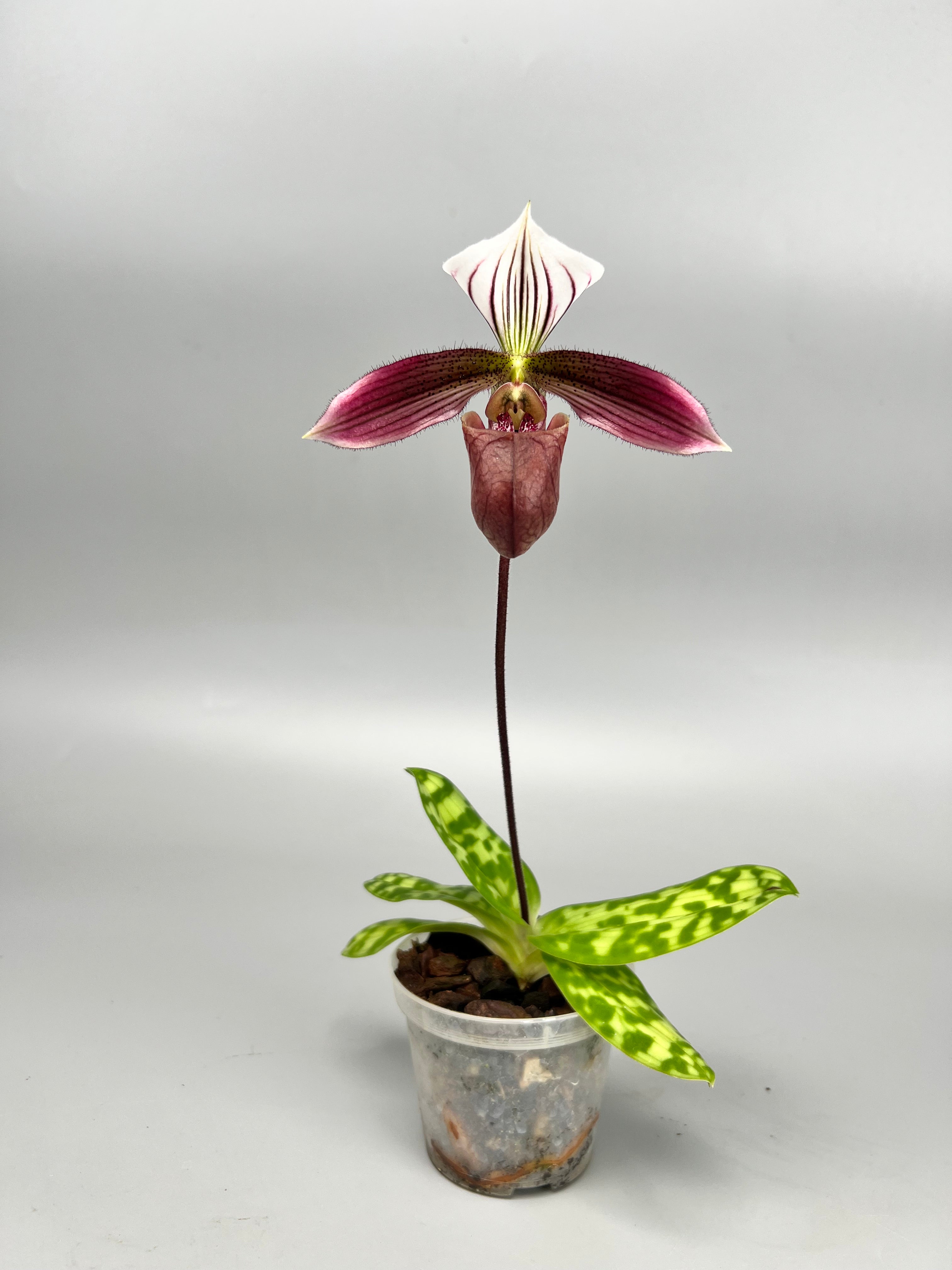 Paphiopedilum purpuratum