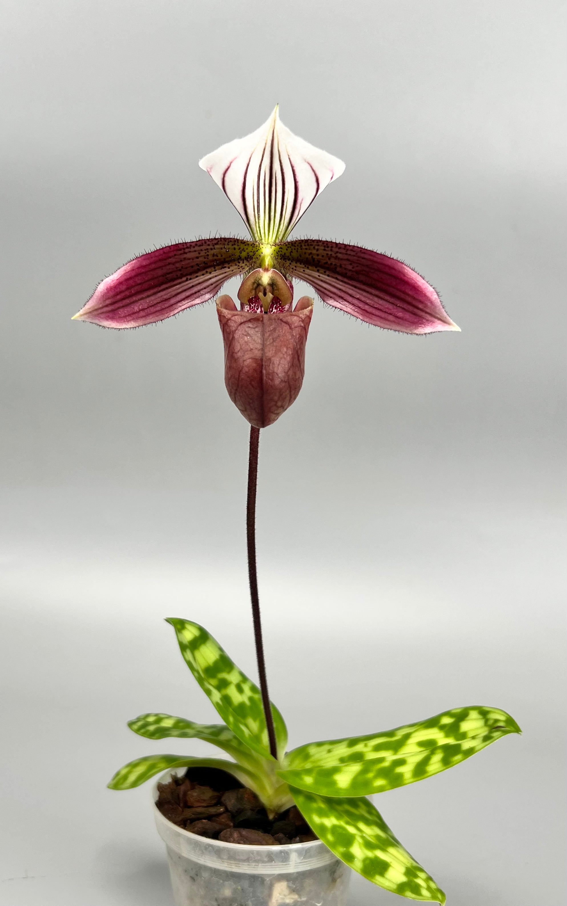 Paphiopedilum purpuratum "Big Plant"