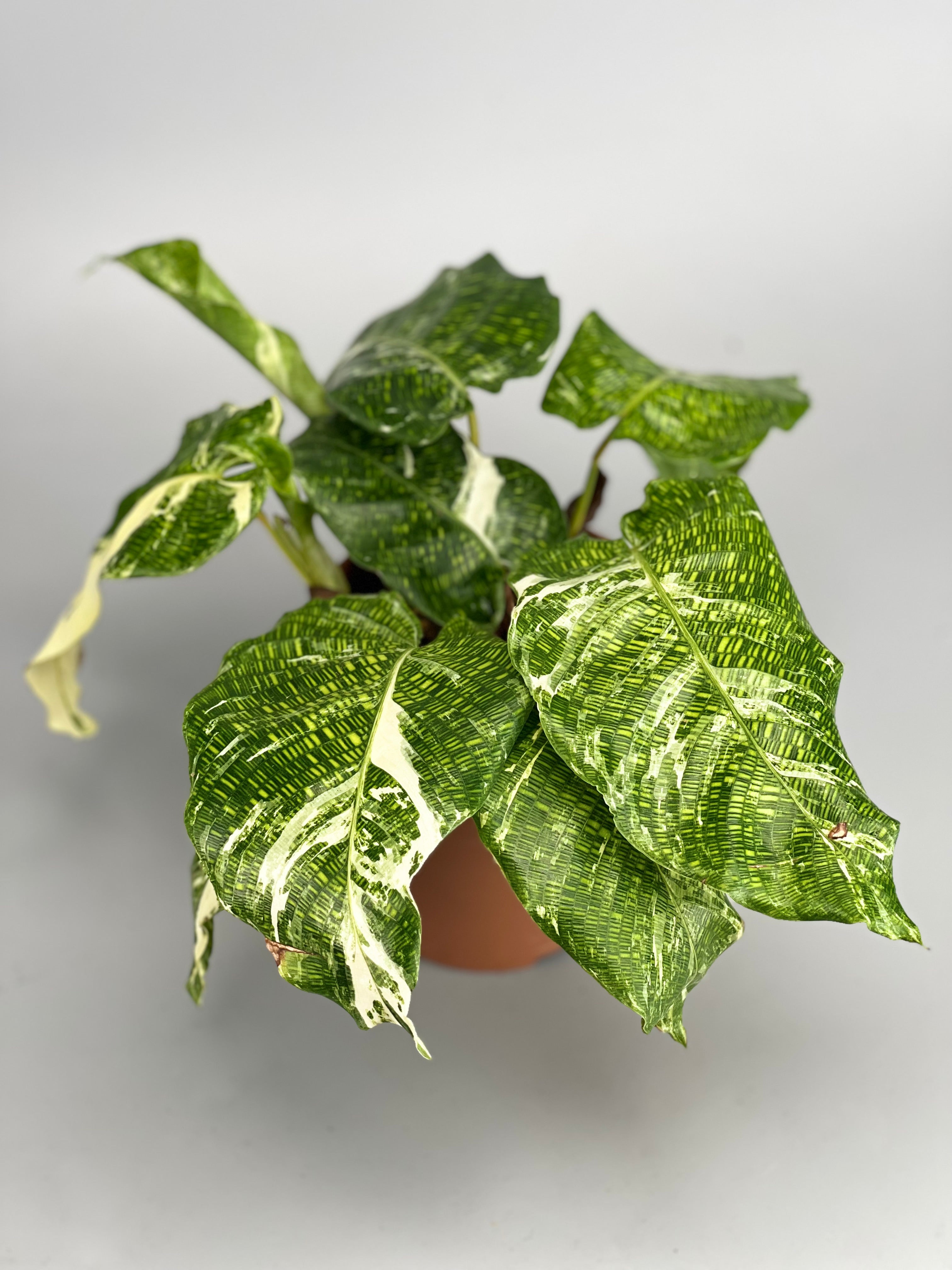 Calathea musaica variegated