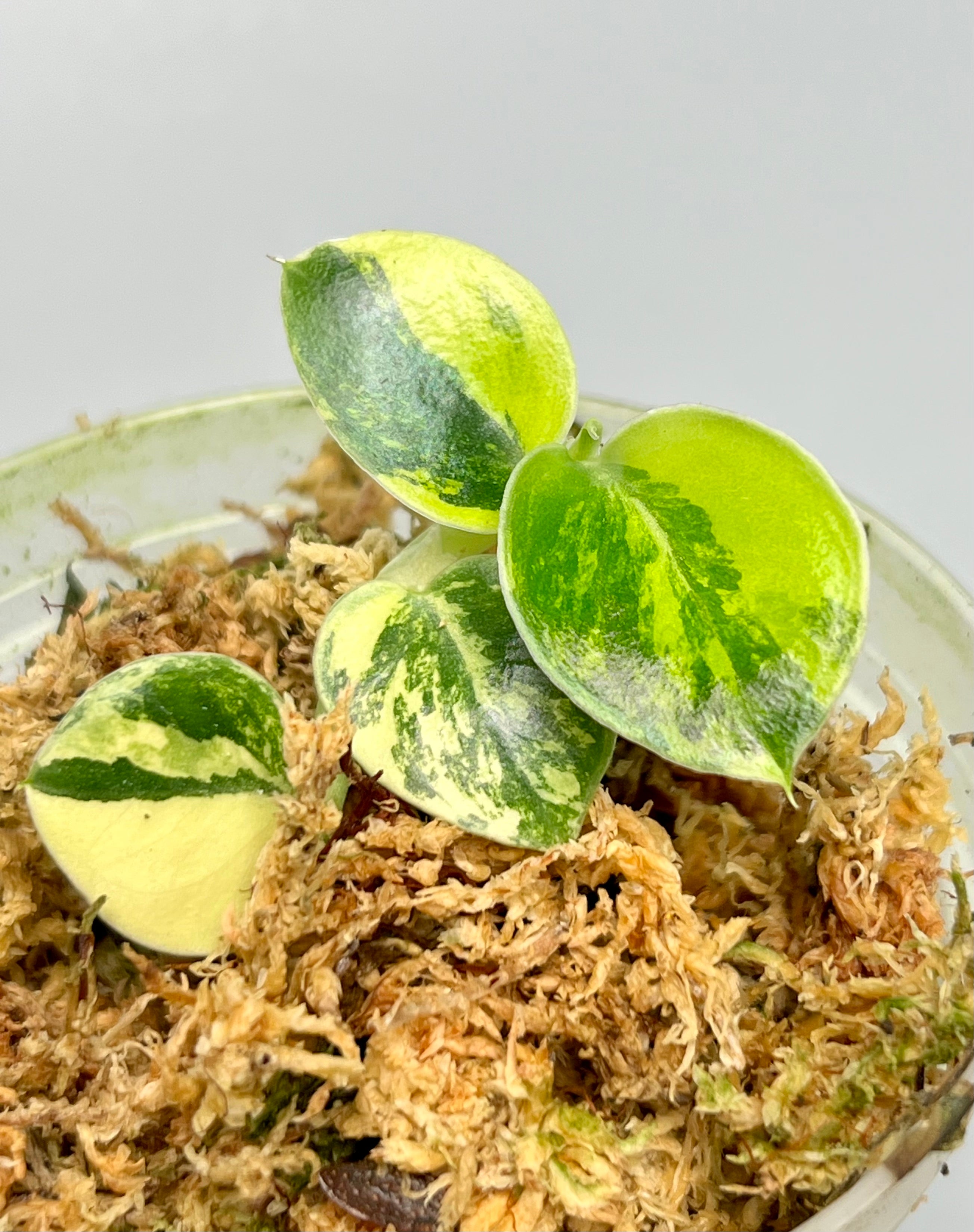 Rhaphidophora hayi Variegated "Marble"