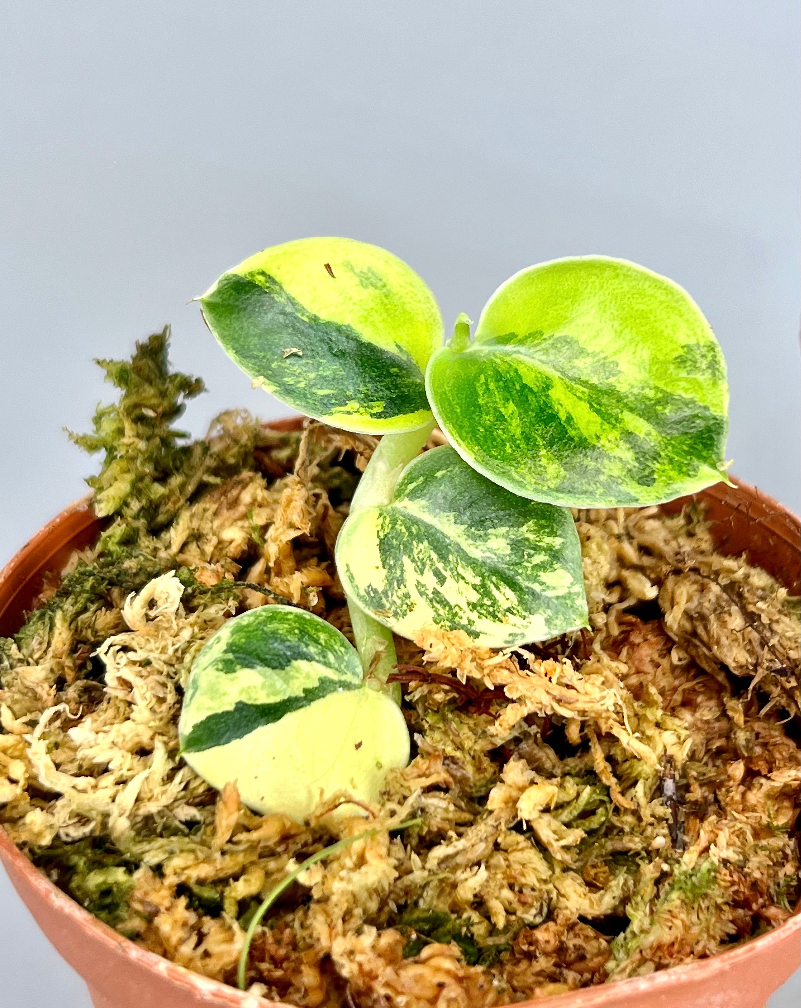 Rhaphidophora hayi Variegated "Marble"