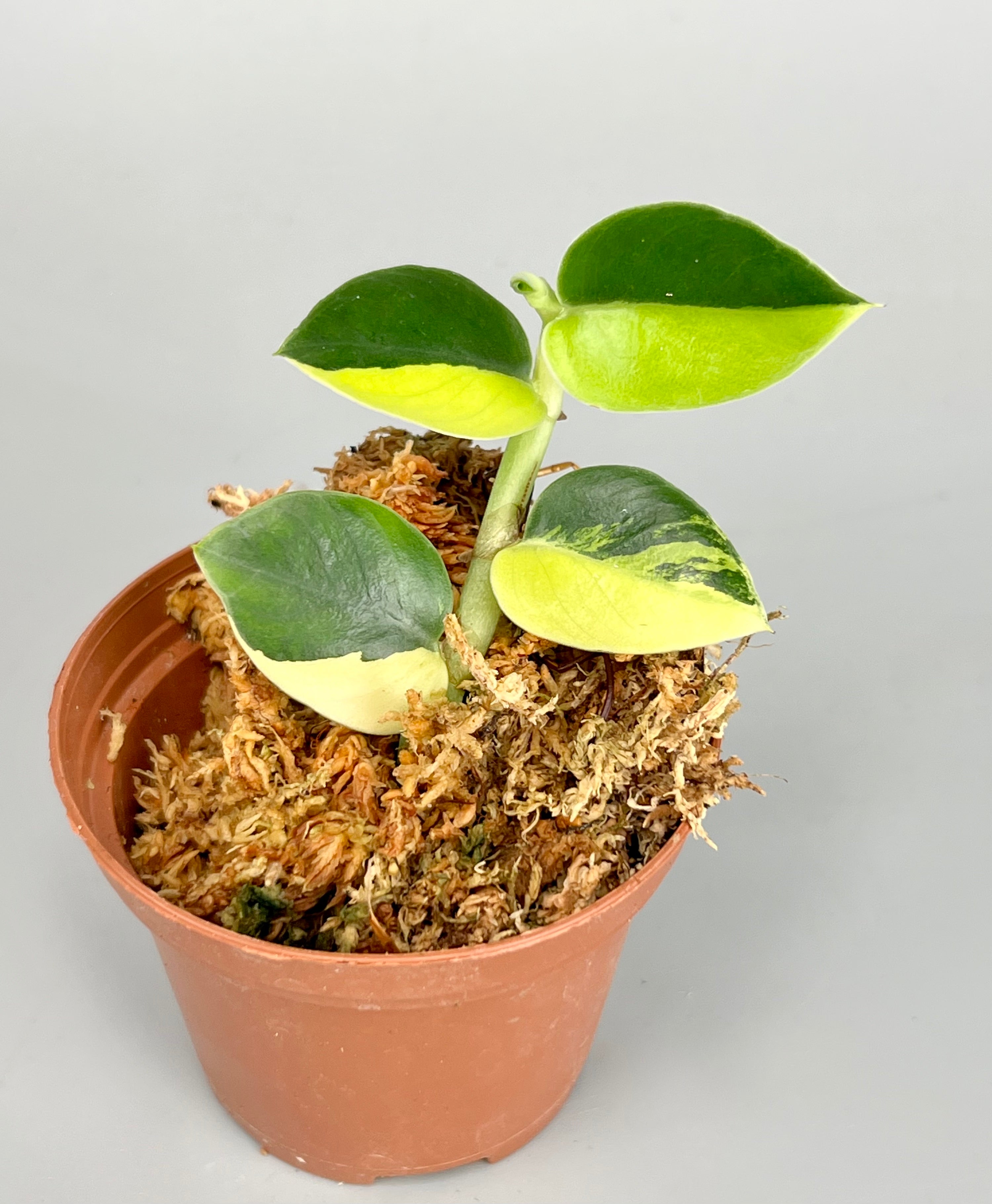 Rhaphidophora hayi Variegated "Half Moon"