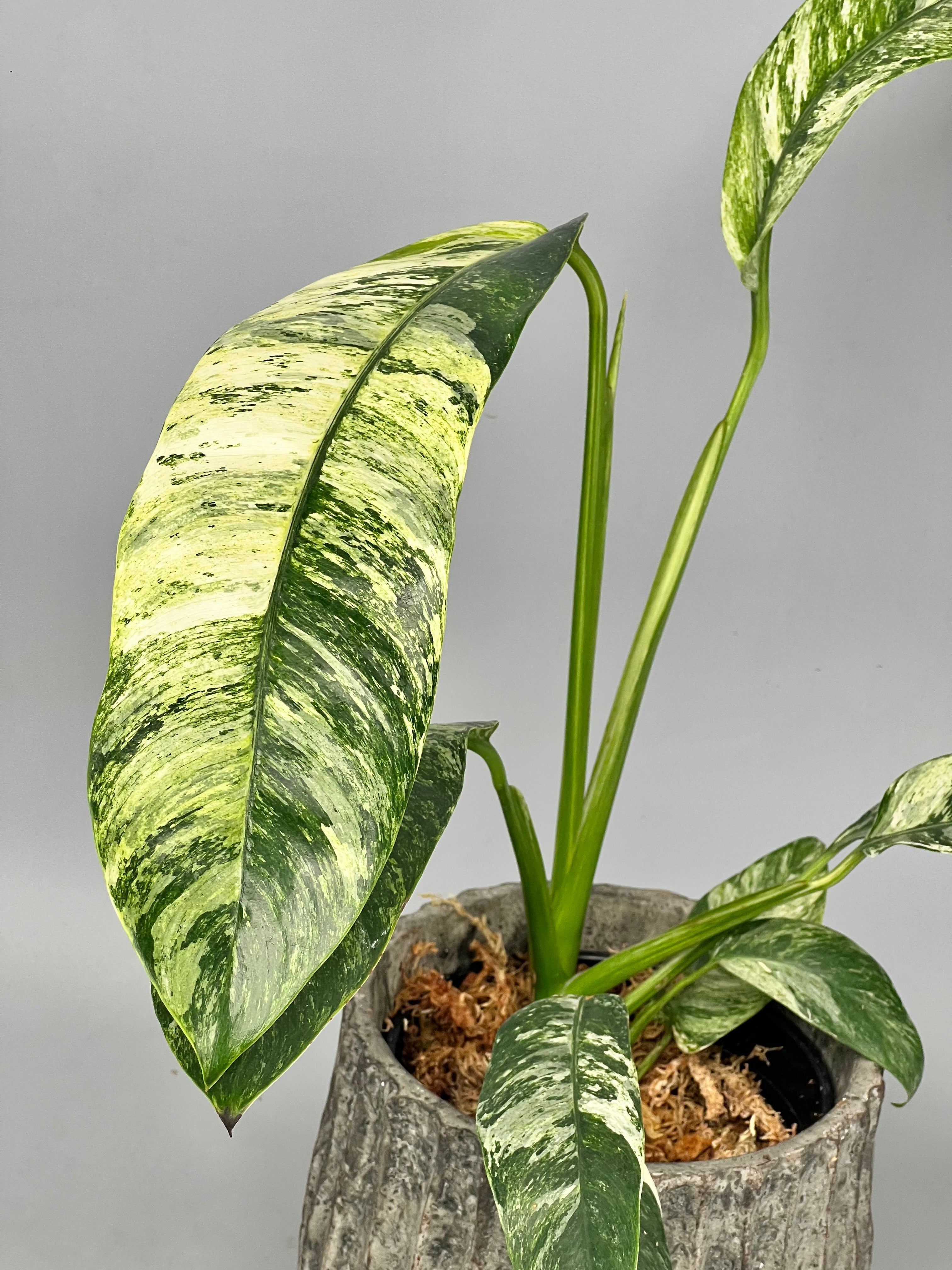 Epipremnum giganteum Variegated albo 'Big Plant'