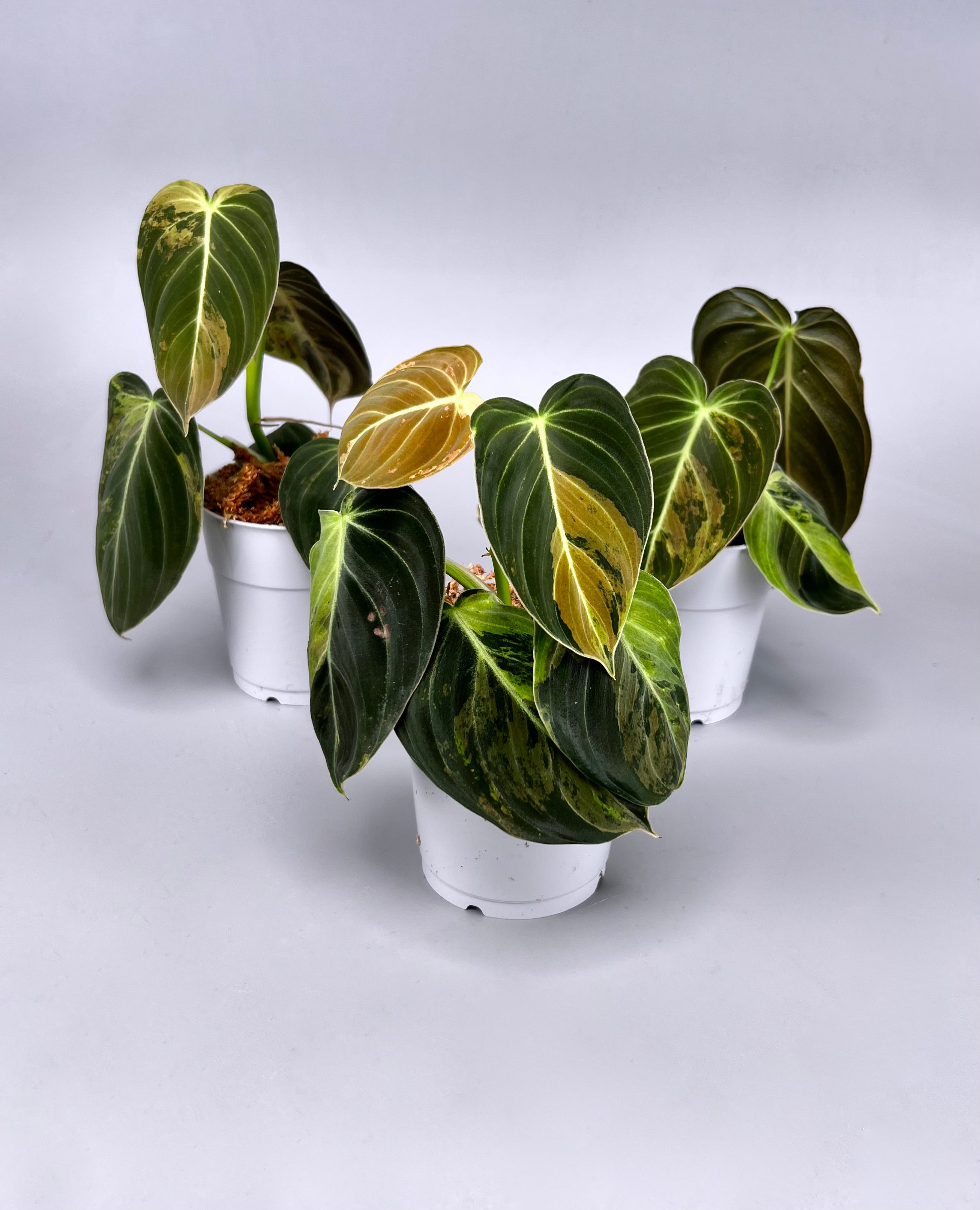 Philodendron melanochrysum variegata "3-4 Leaves"