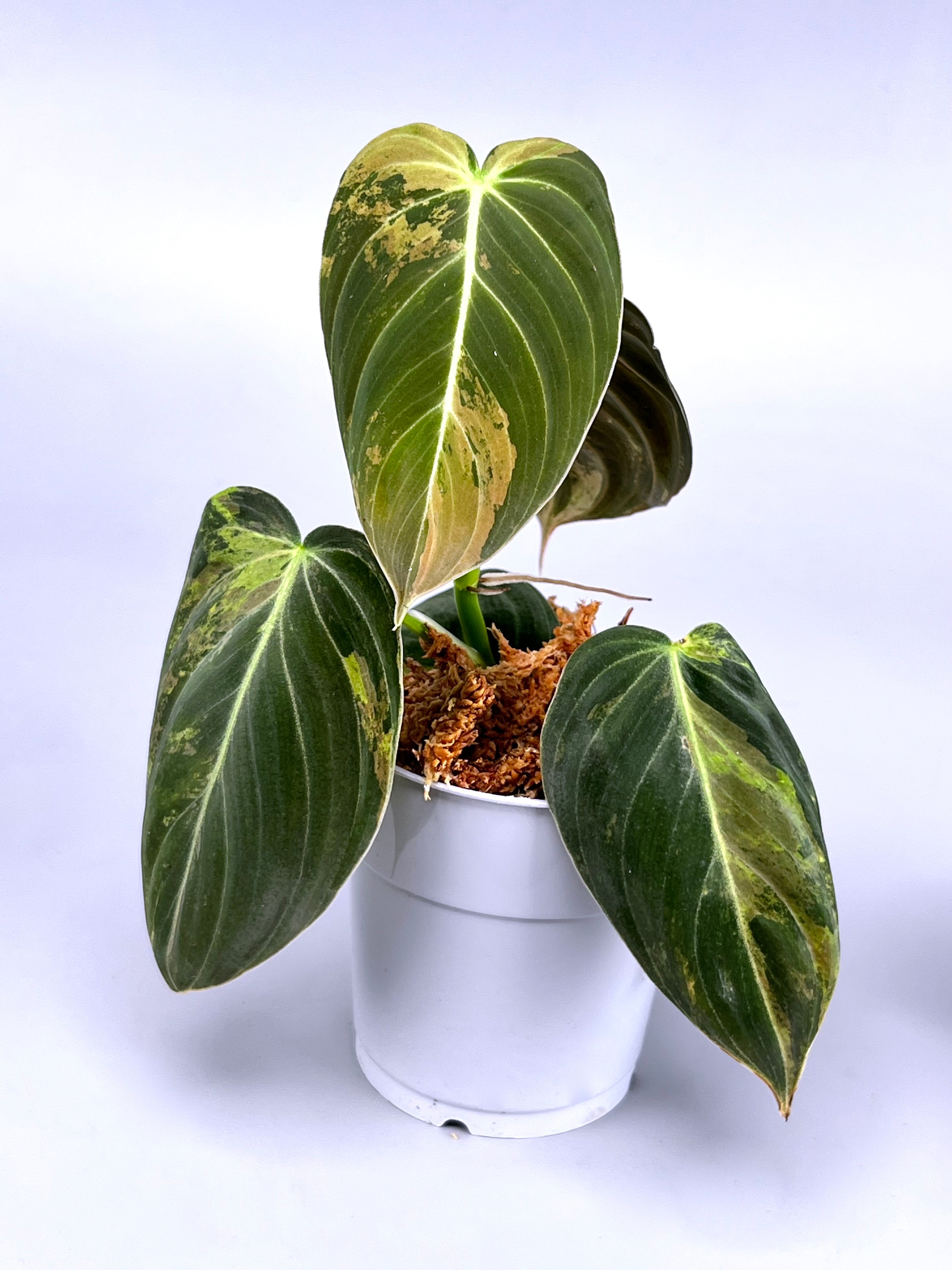 Philodendron melanochrysum variegata ''Big Plant" (2 in 1 pot)