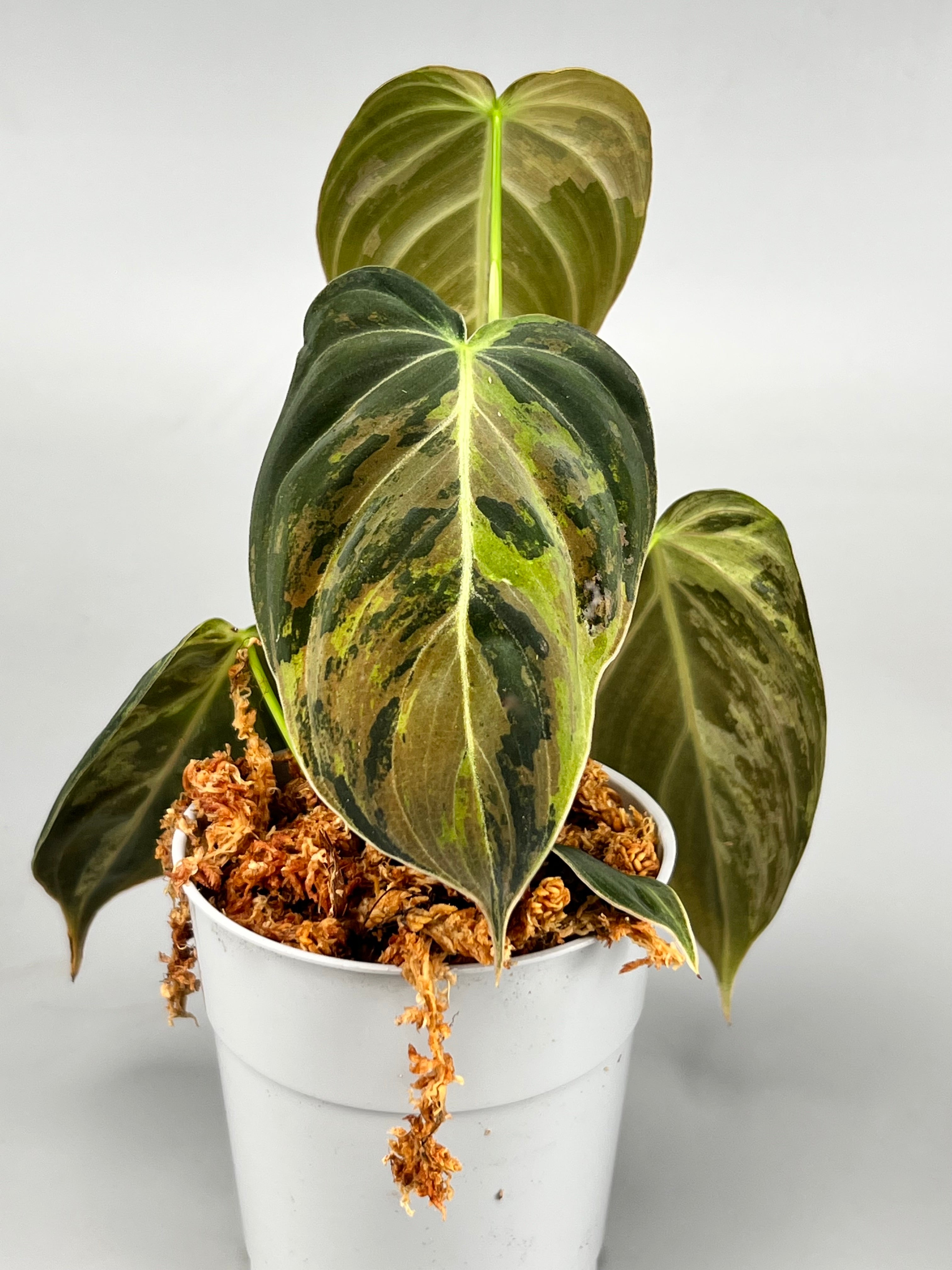 Philodendron melanochrysum variegata "3-4 Leaves"