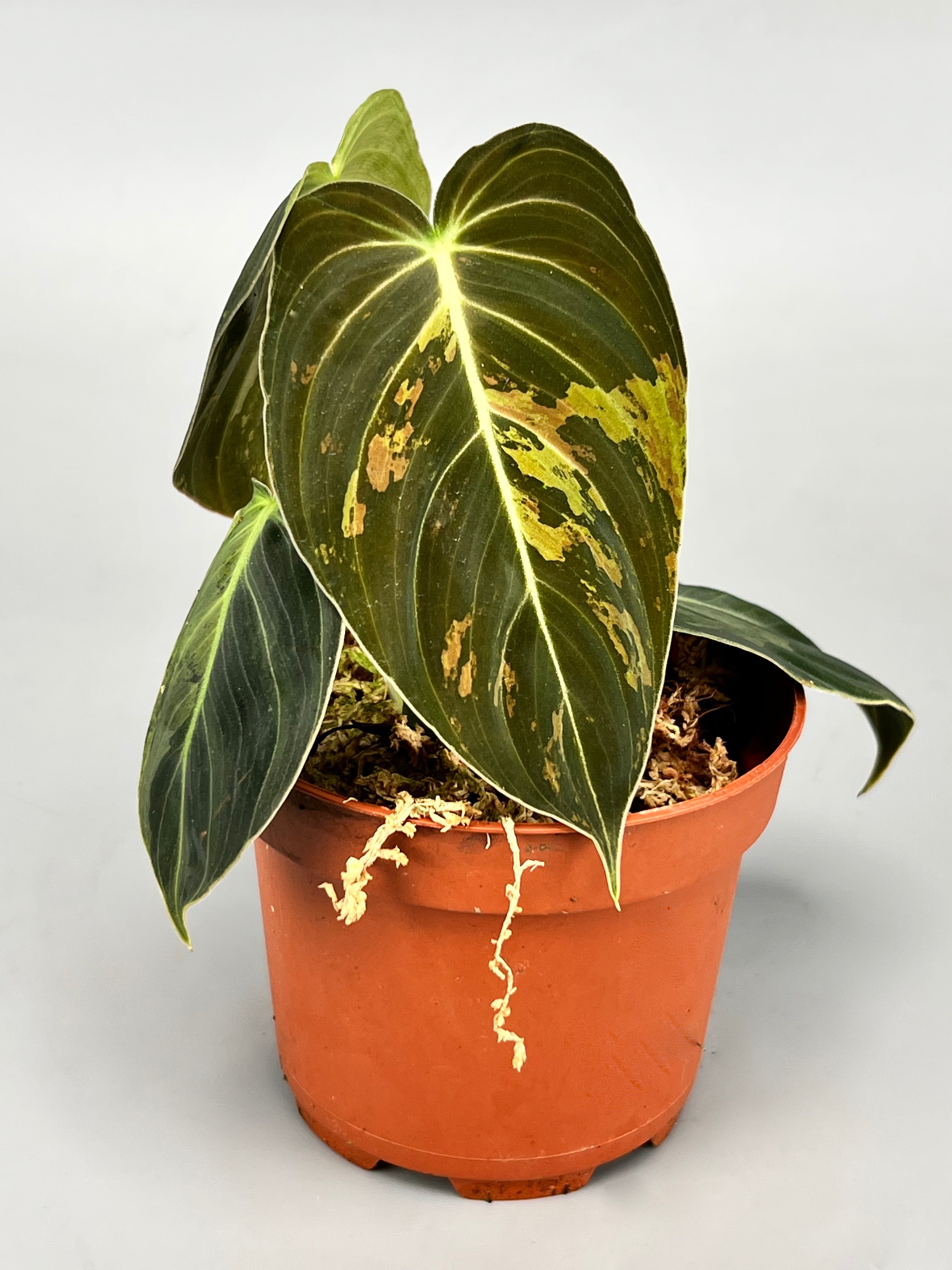Philodendron melanochrysum variegata "3-4 Leaves"