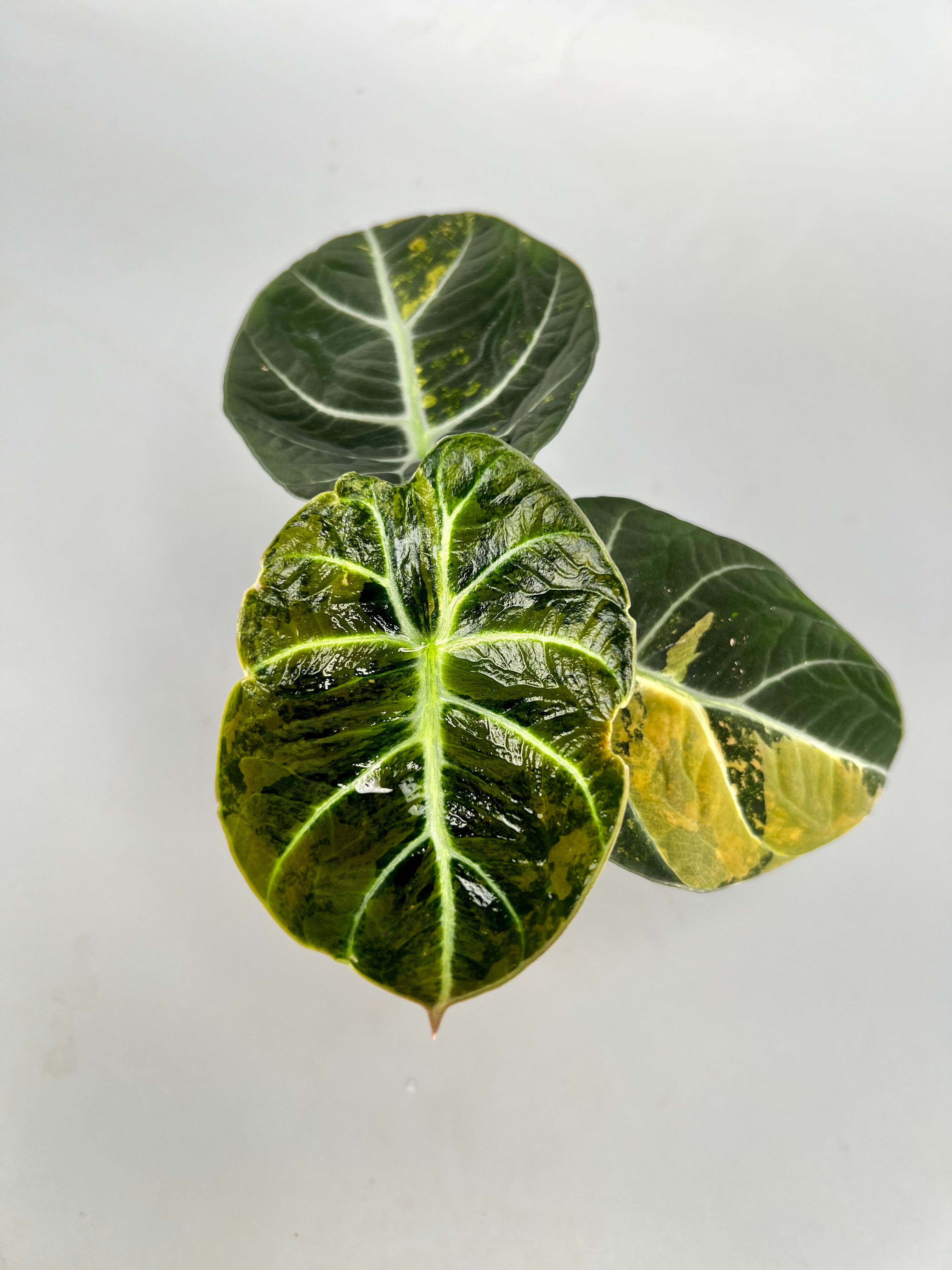 Alocasia black velvet aurea variegata