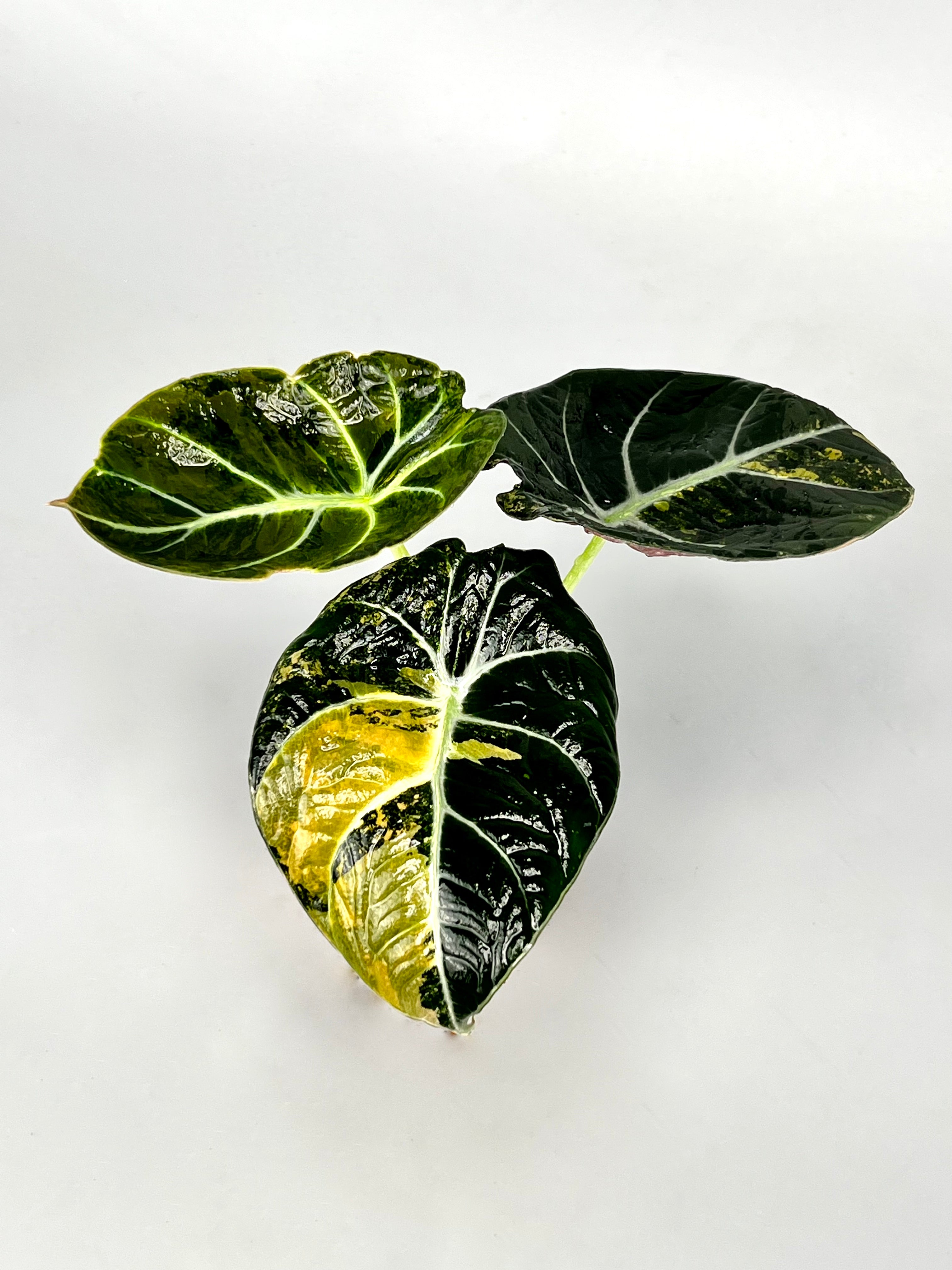 Alocasia black velvet aurea variegata