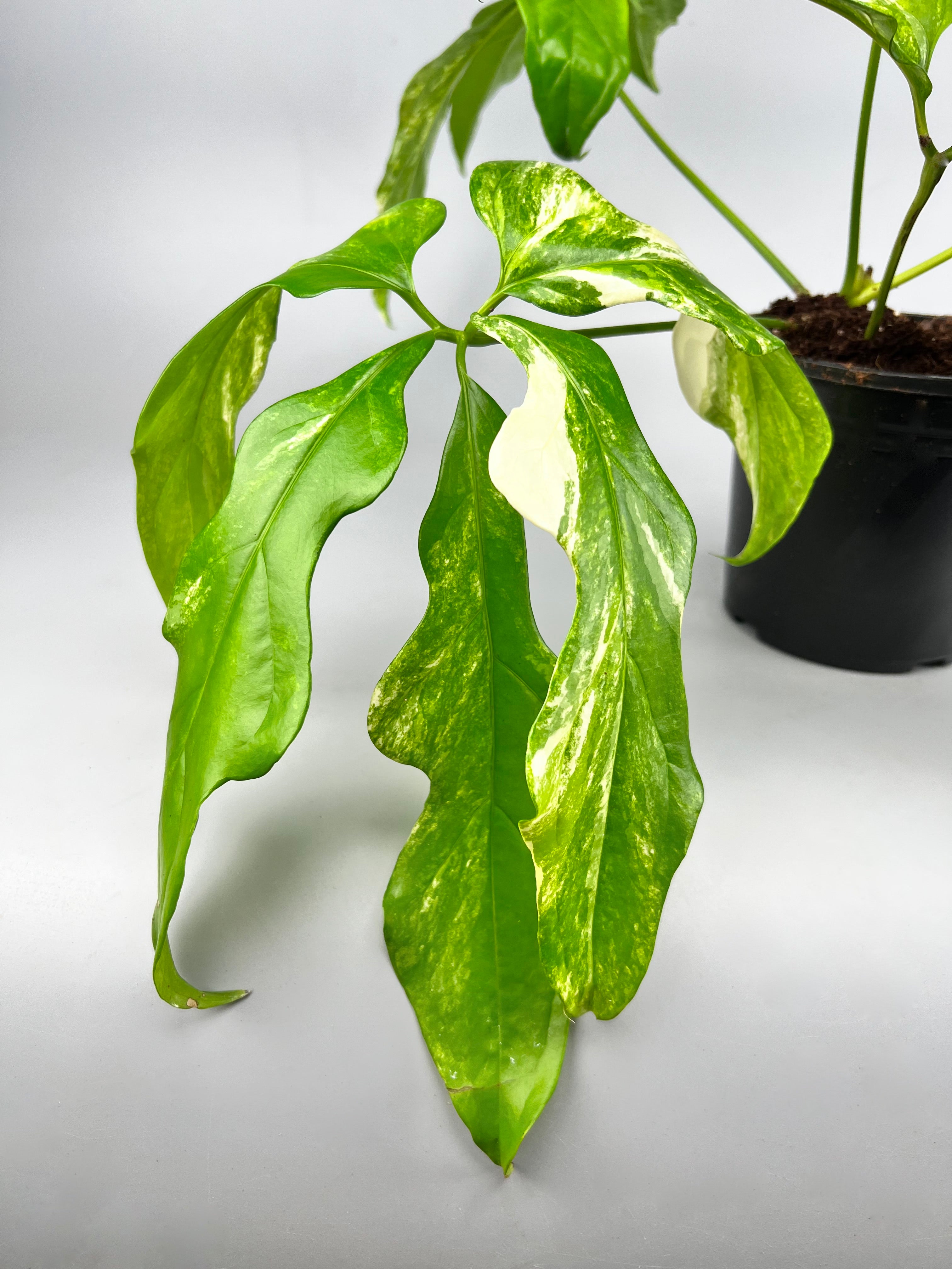 Anthurium pentaphyllum Variegata 'Costa Rica'