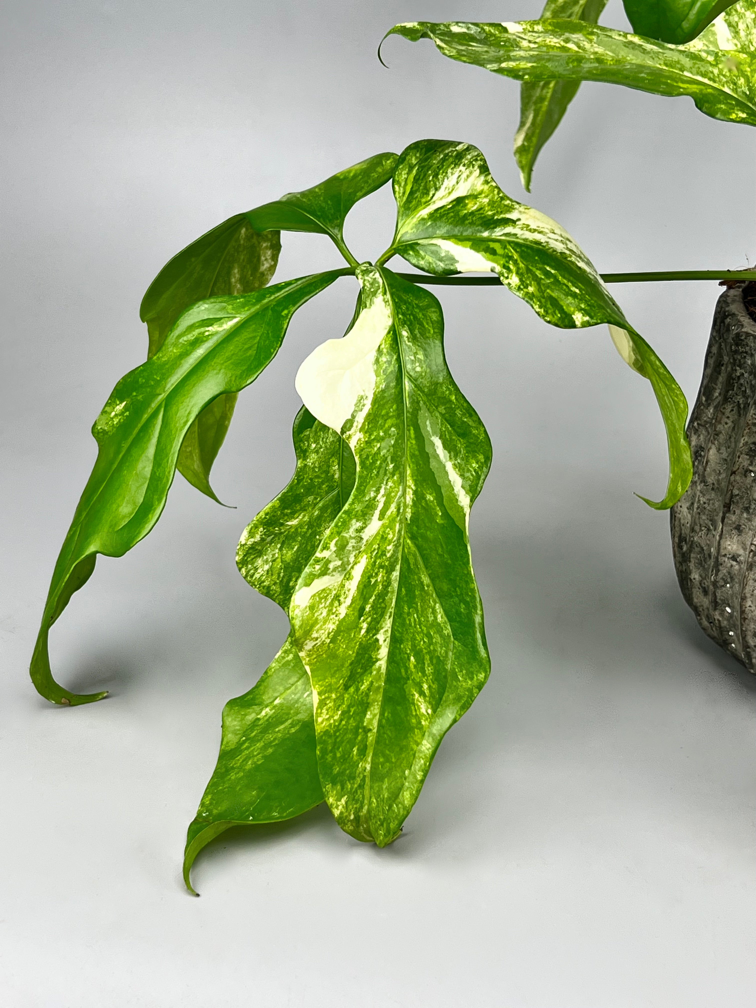 Anthurium pentaphyllum Variegata 'Costa Rica' 1 Blatt (Schneiden)