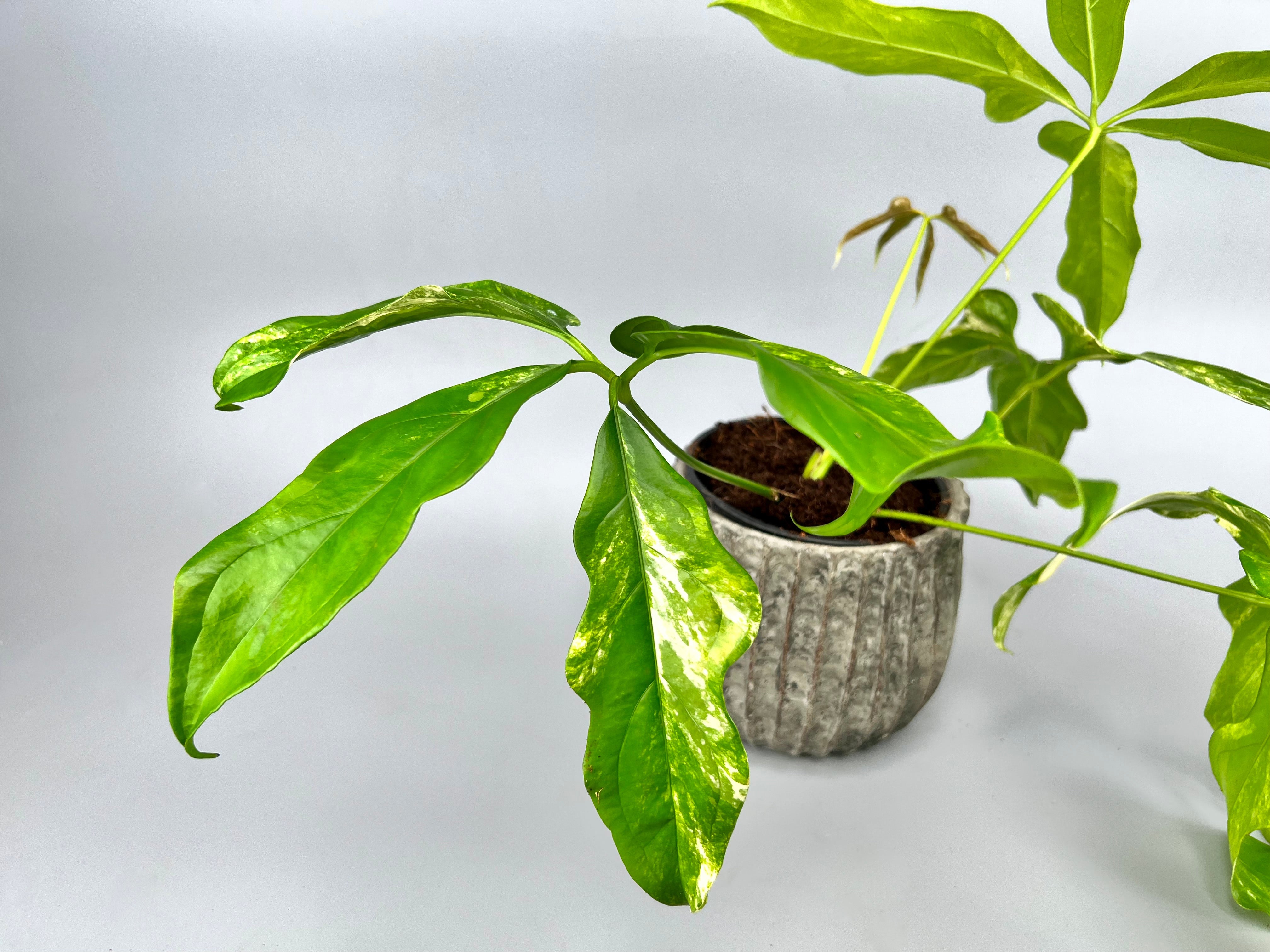 Anthurium pentaphyllum Variegata 'Costa Rica' 1 Leaf (Cutting)