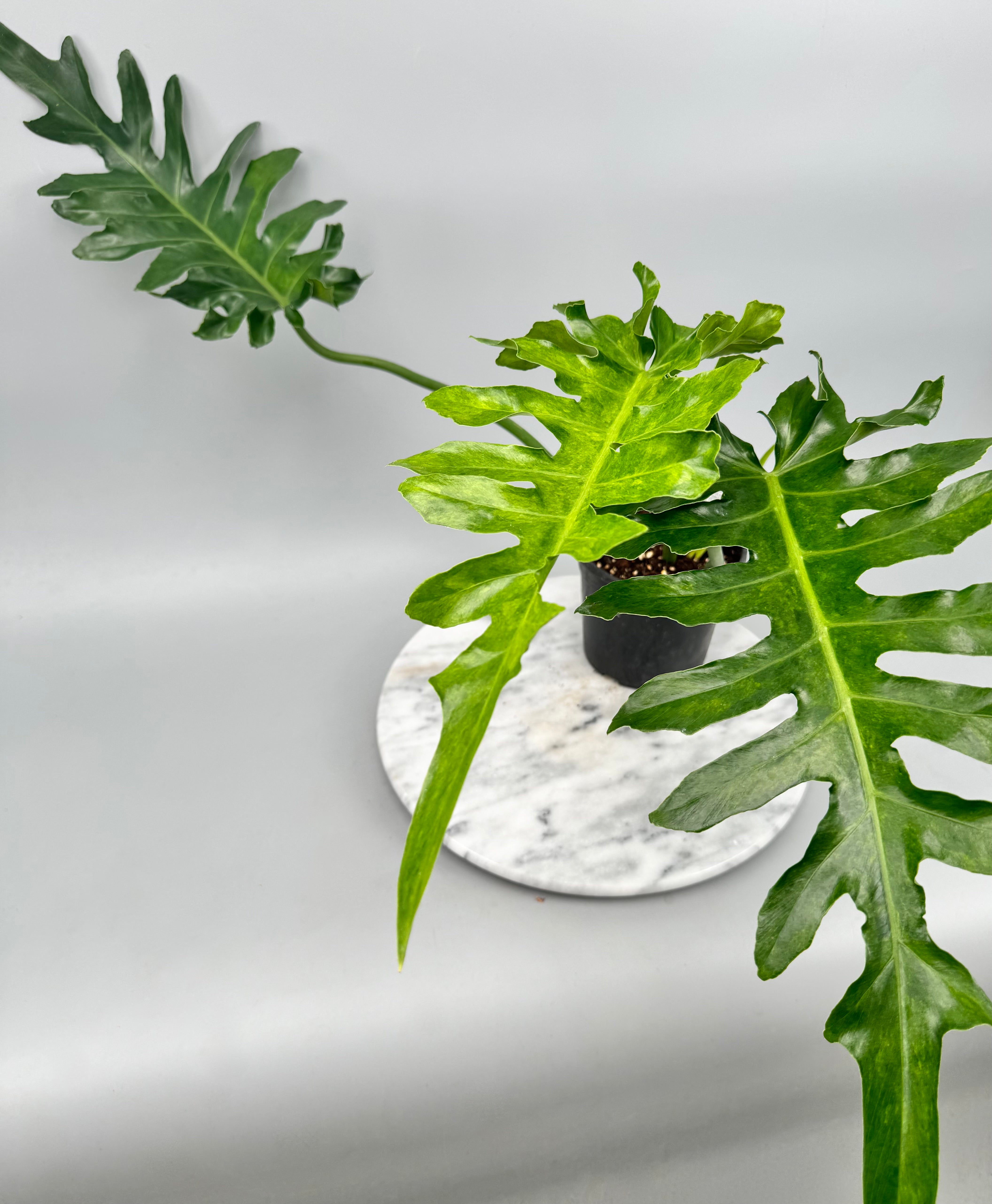 philodendron bob cee care Philodendron Bob Cee variegated
