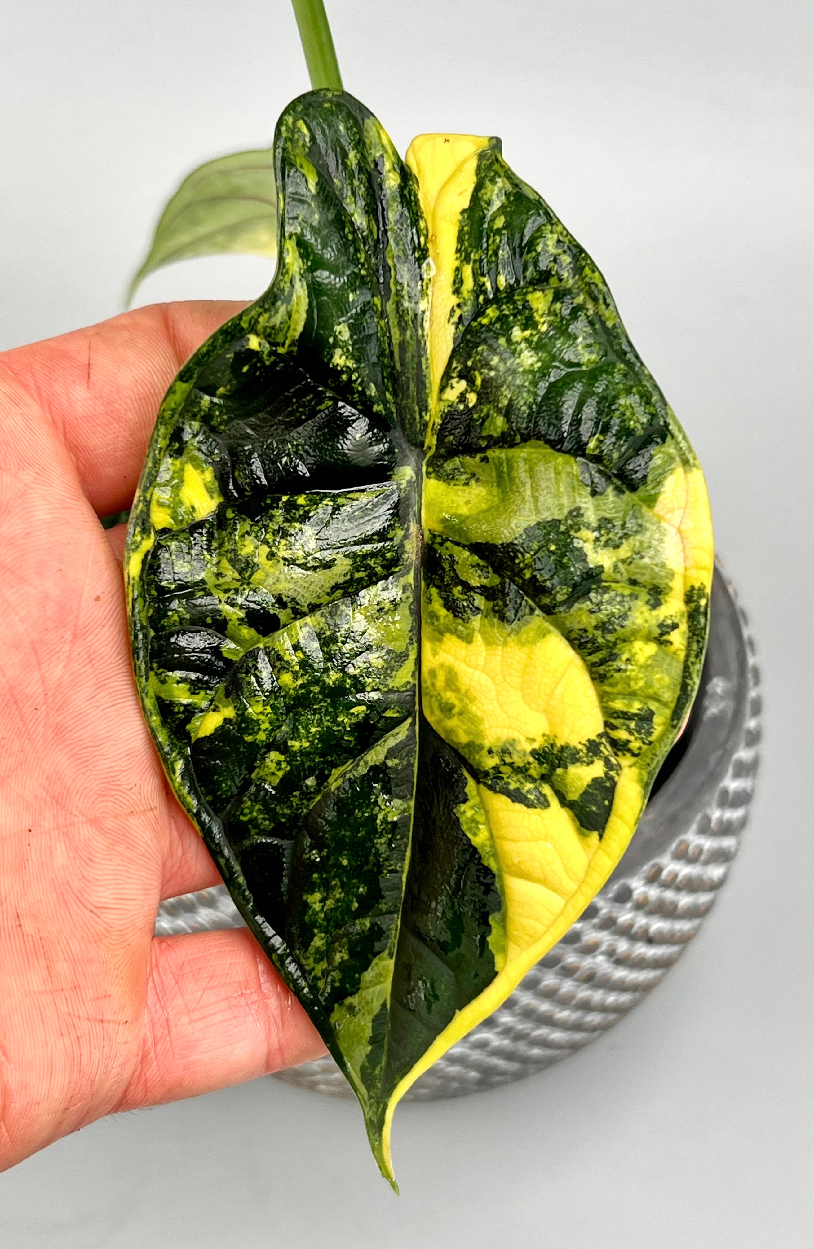 Alocasia Green Dragon 'variegata aurea' (eitjes, knolletjes)