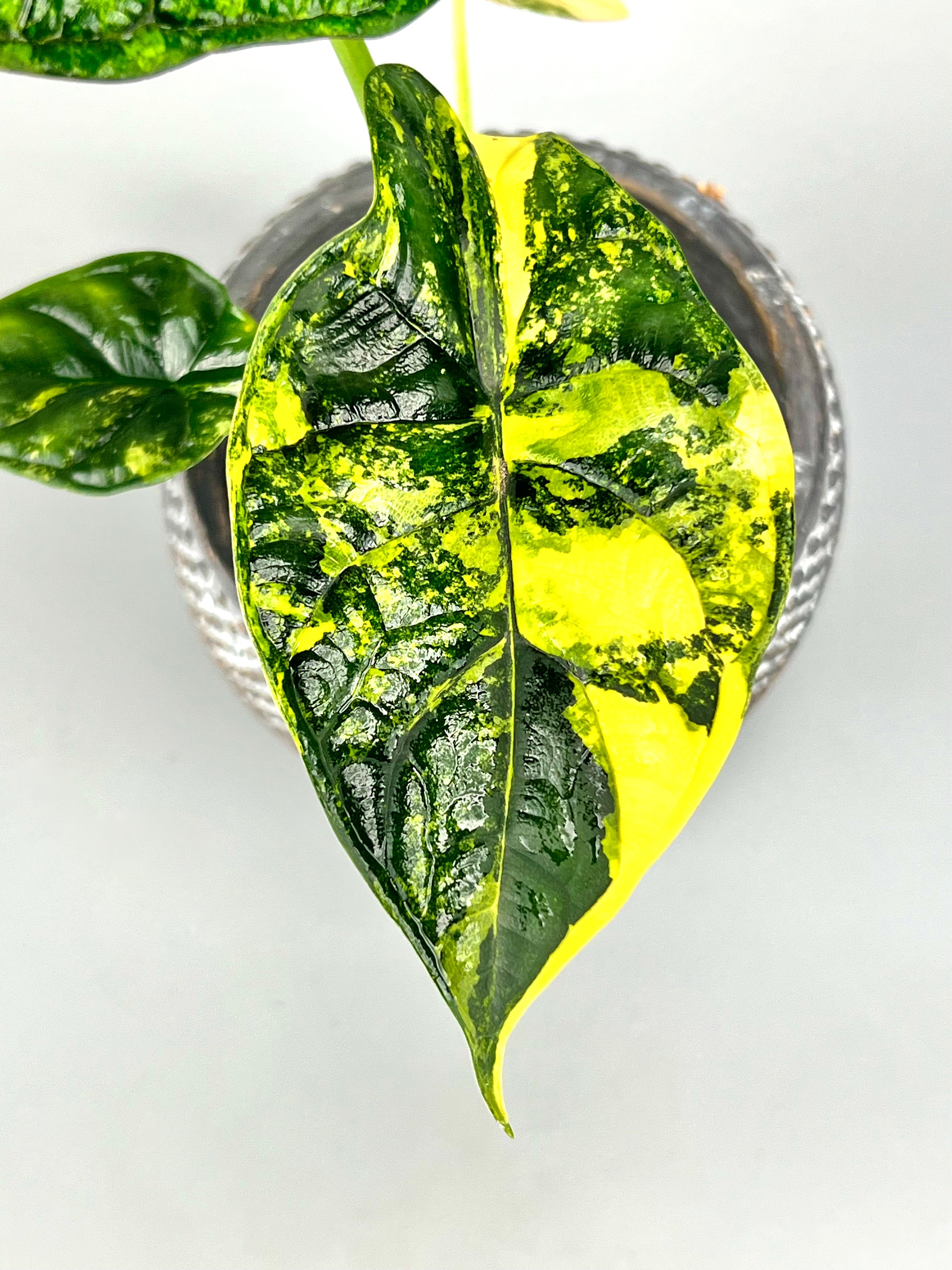 Alocasia Green Dragon 'variegata aurea' (eitjes, knolletjes)