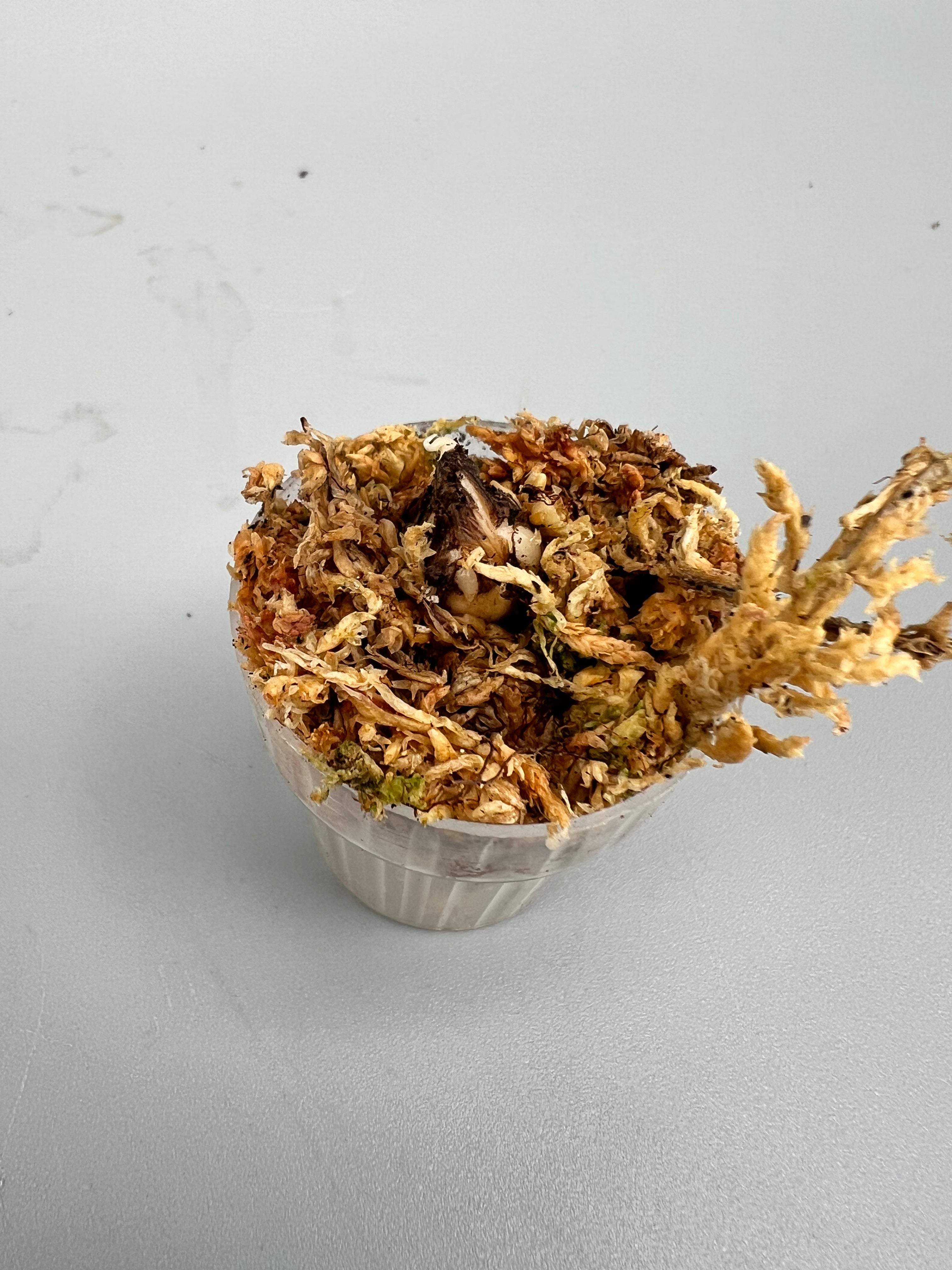 Alocasia Green Dragon 'variegata aurea' (eitjes, knolletjes)