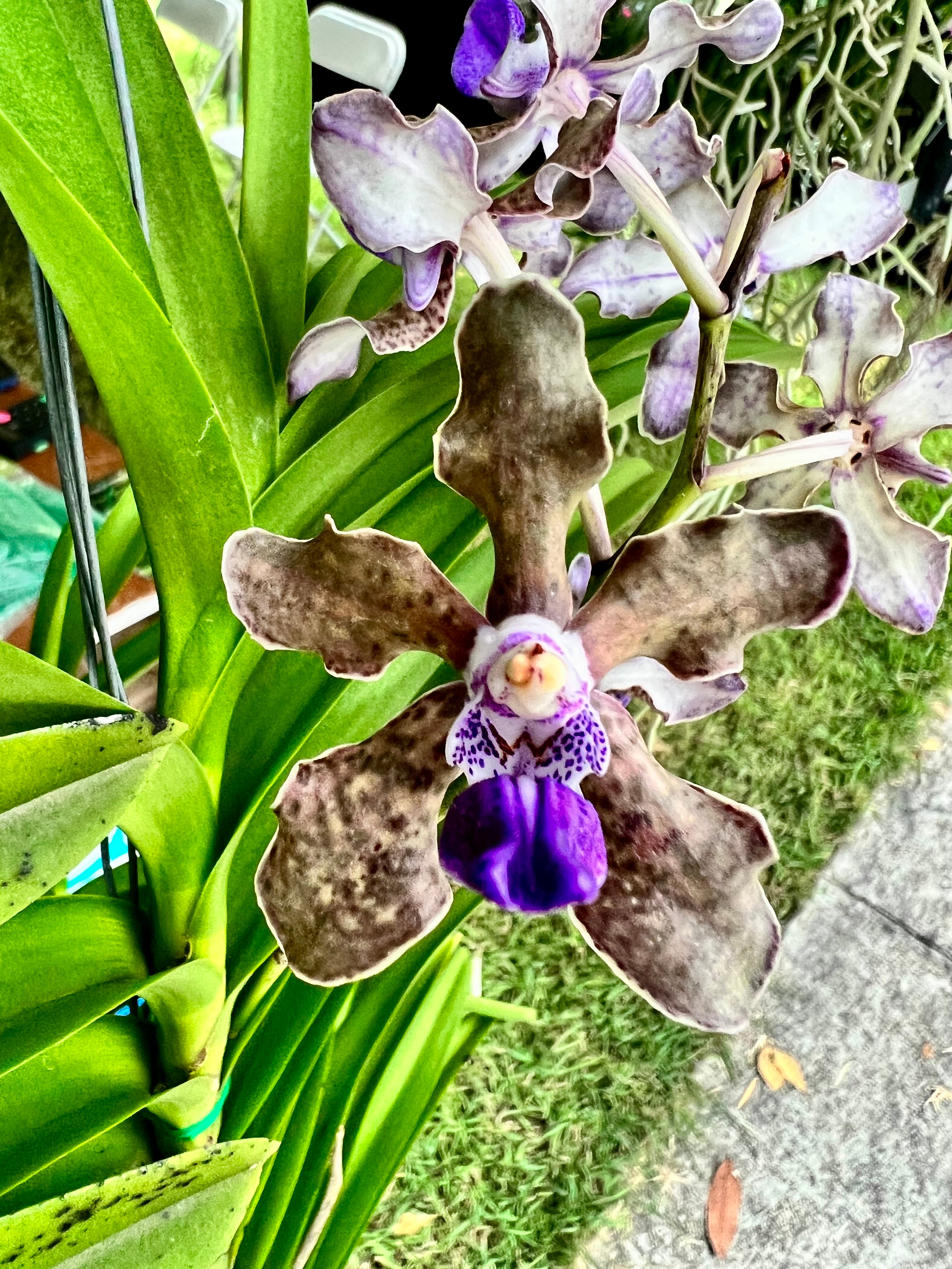 Vanda tessellata