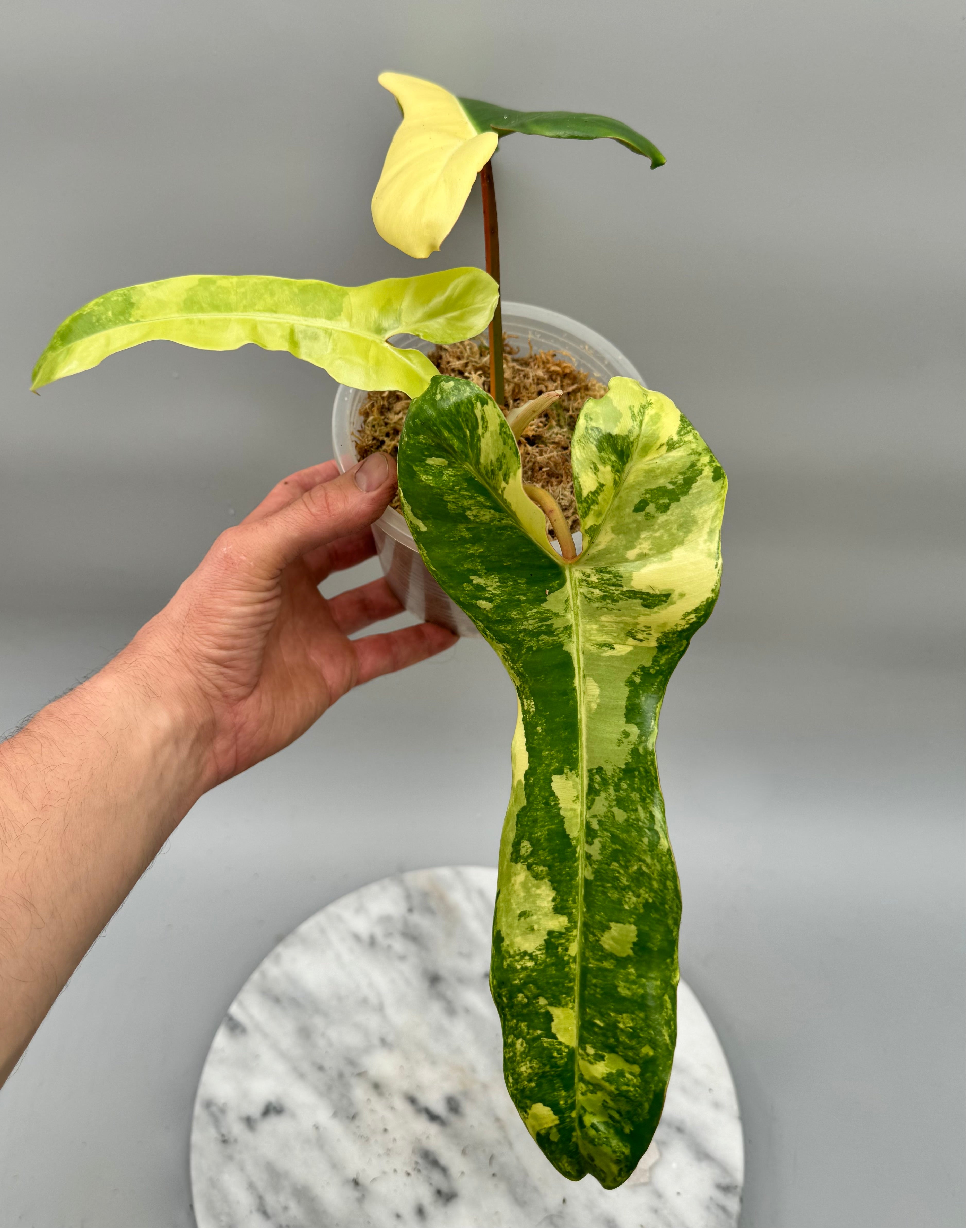 Philodendron billietiae variegata x Florida Beauty