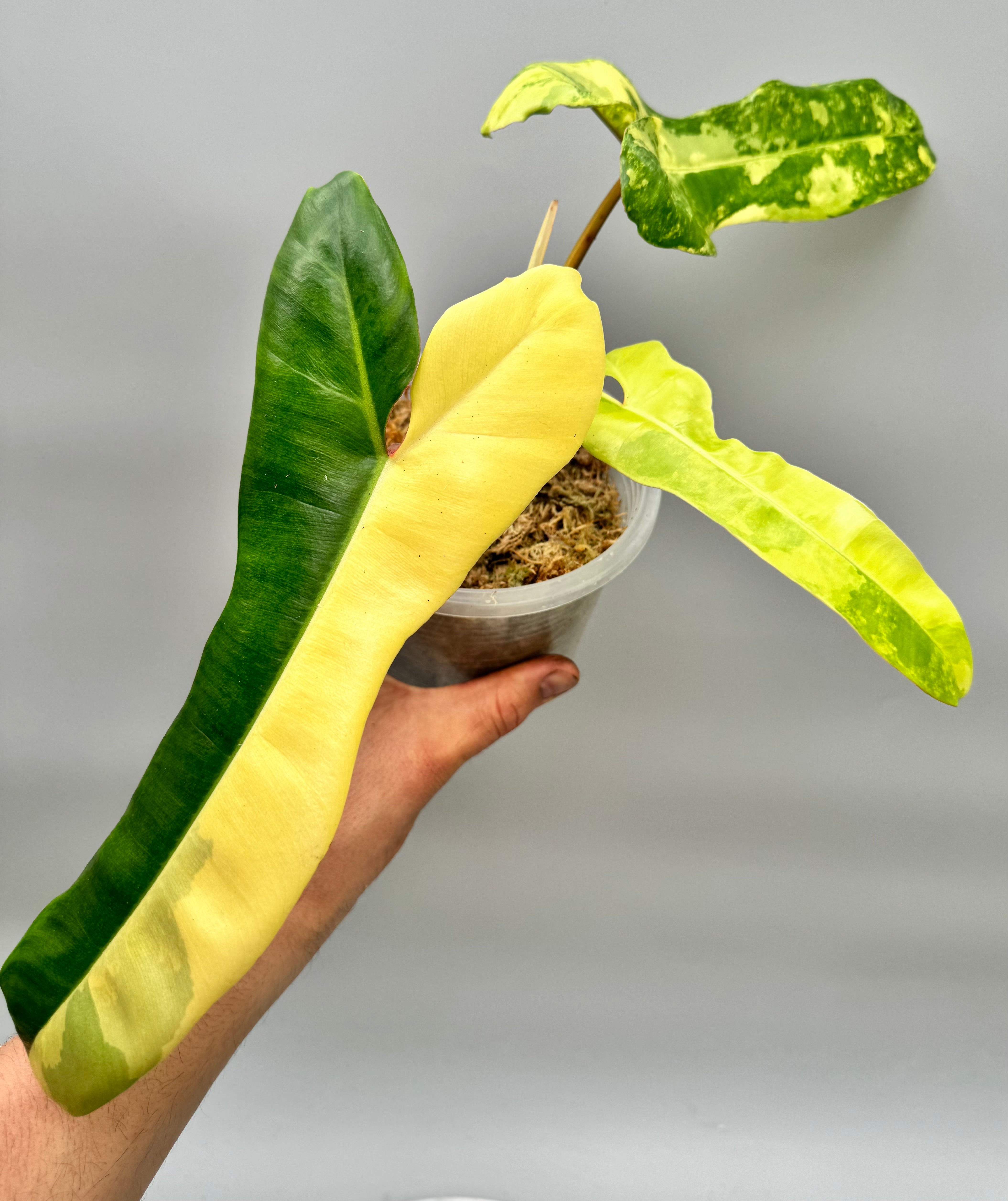 Philodendron billietiae variegata x Florida Beauty