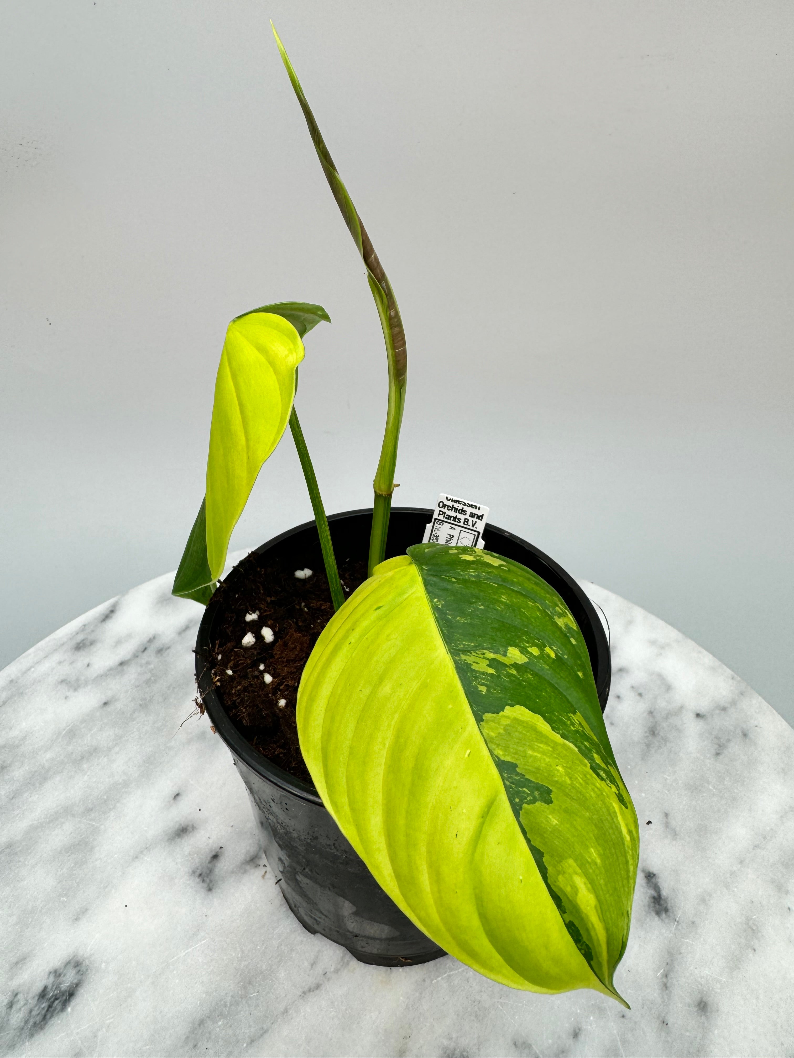 Philodendron sharoniae Mosquera Variegata (Nr 1)