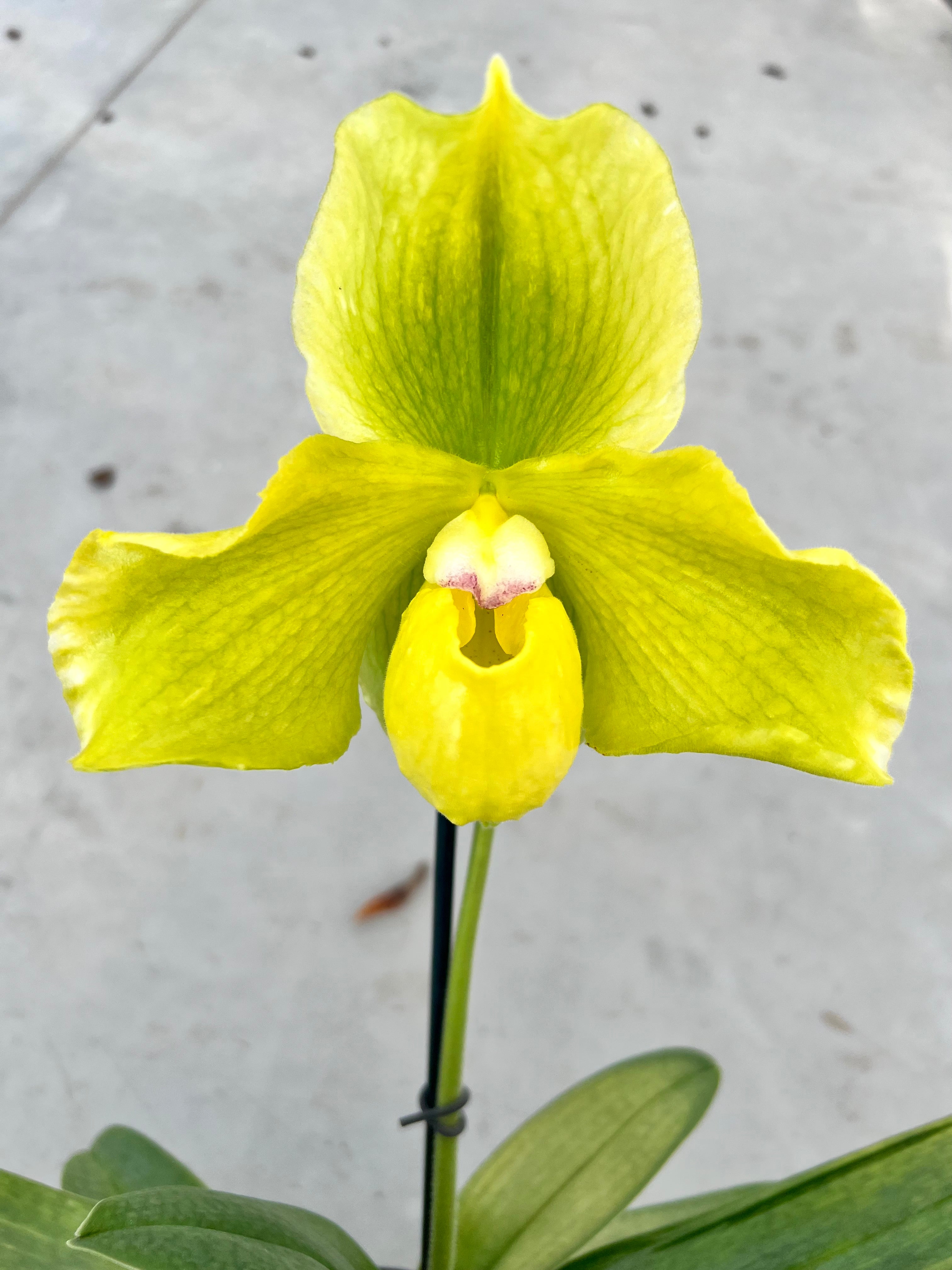 Paphiopedilum Sorcerer's Stone x malipoense