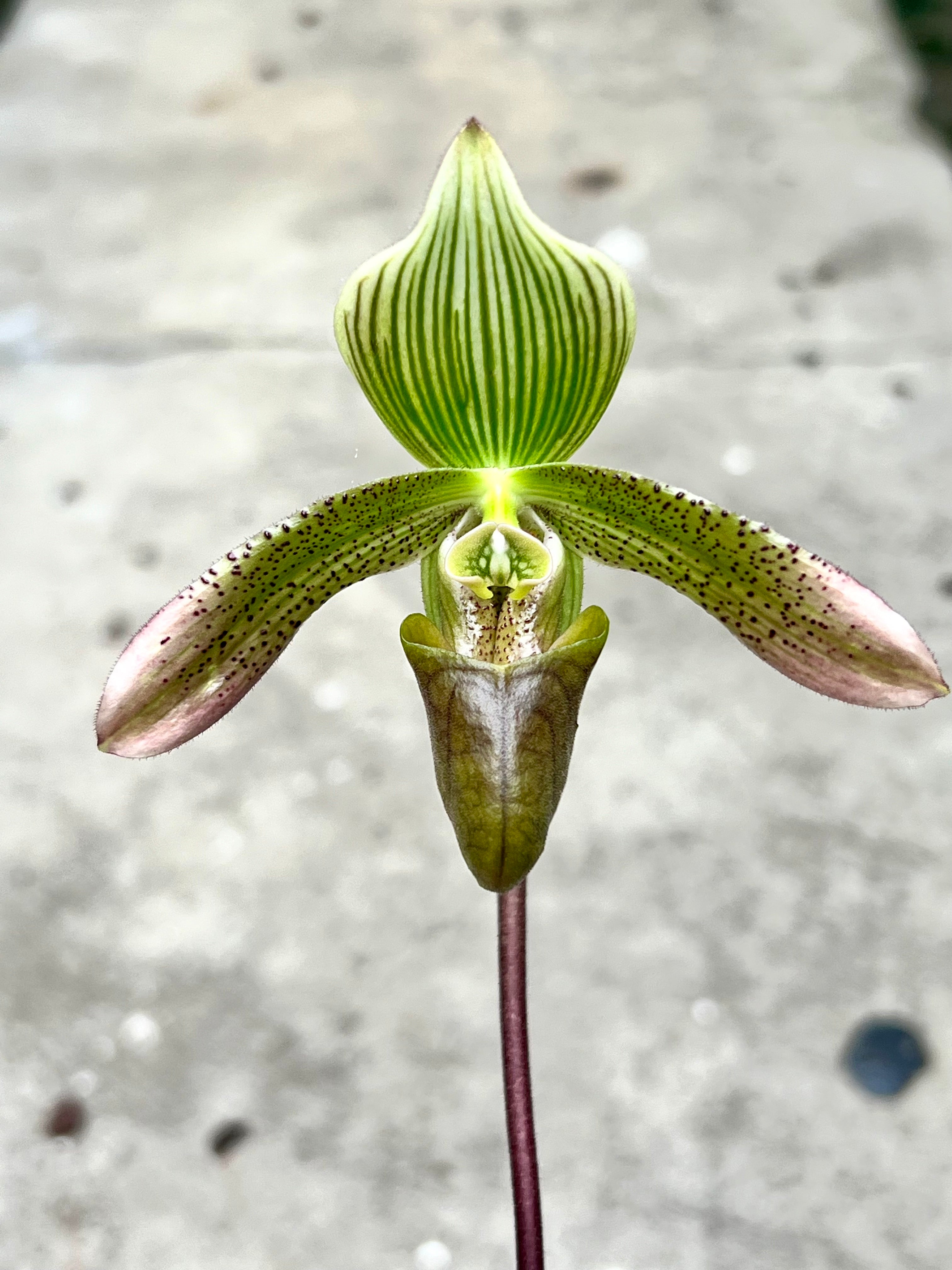 Paphiopedilum javanicum