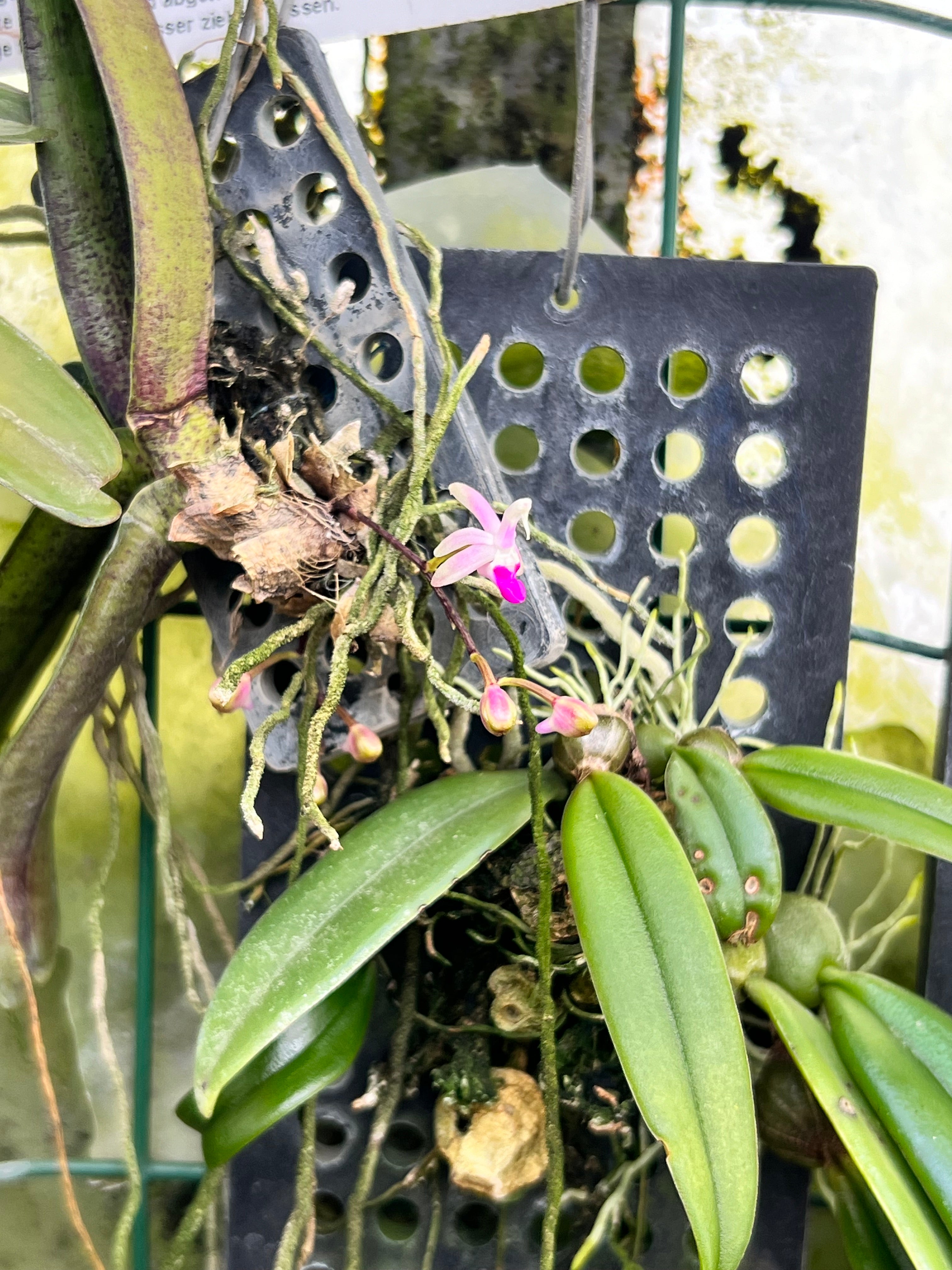 Stereochilus pachyphyllus