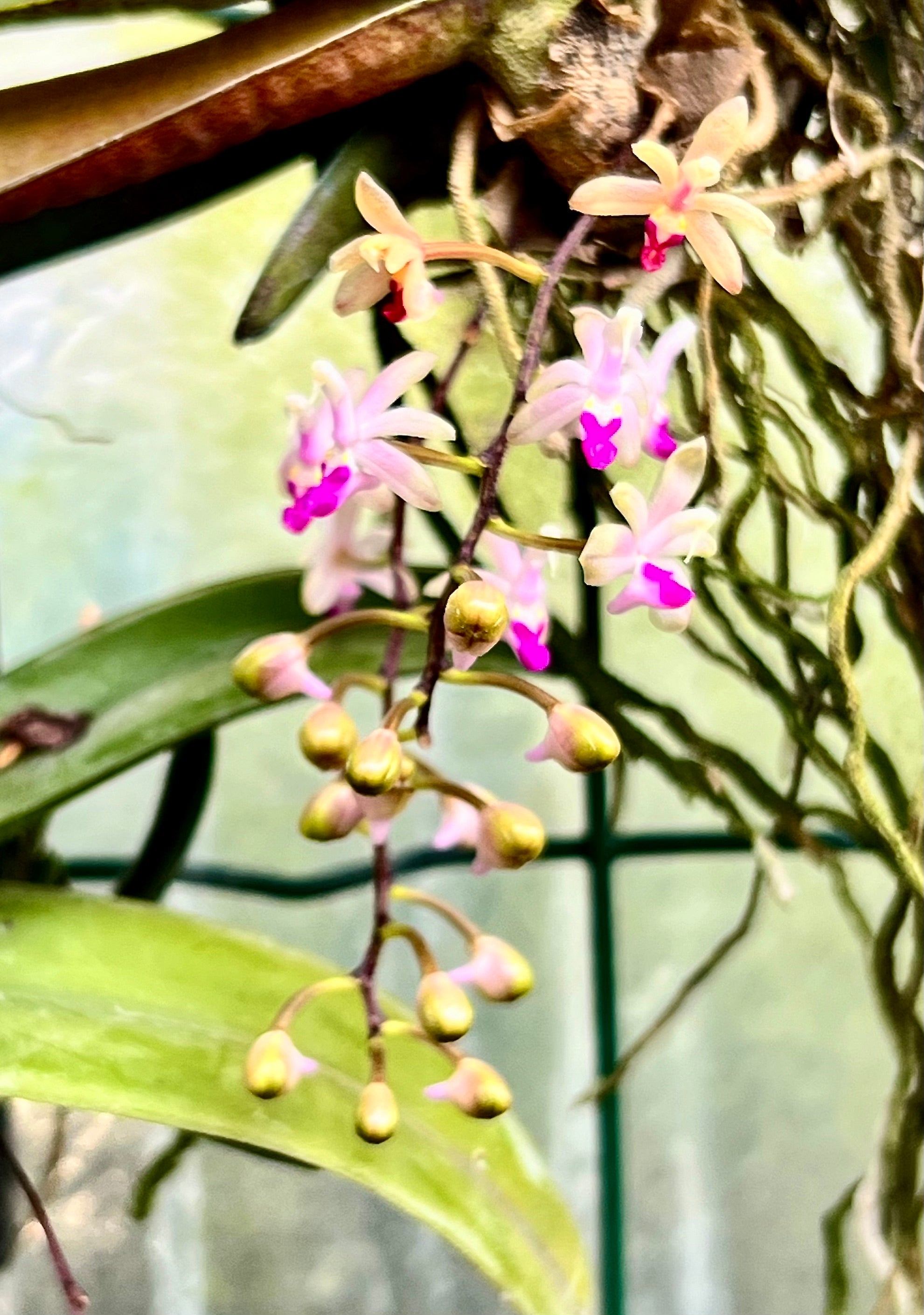 Stereochilus pachyphyllus