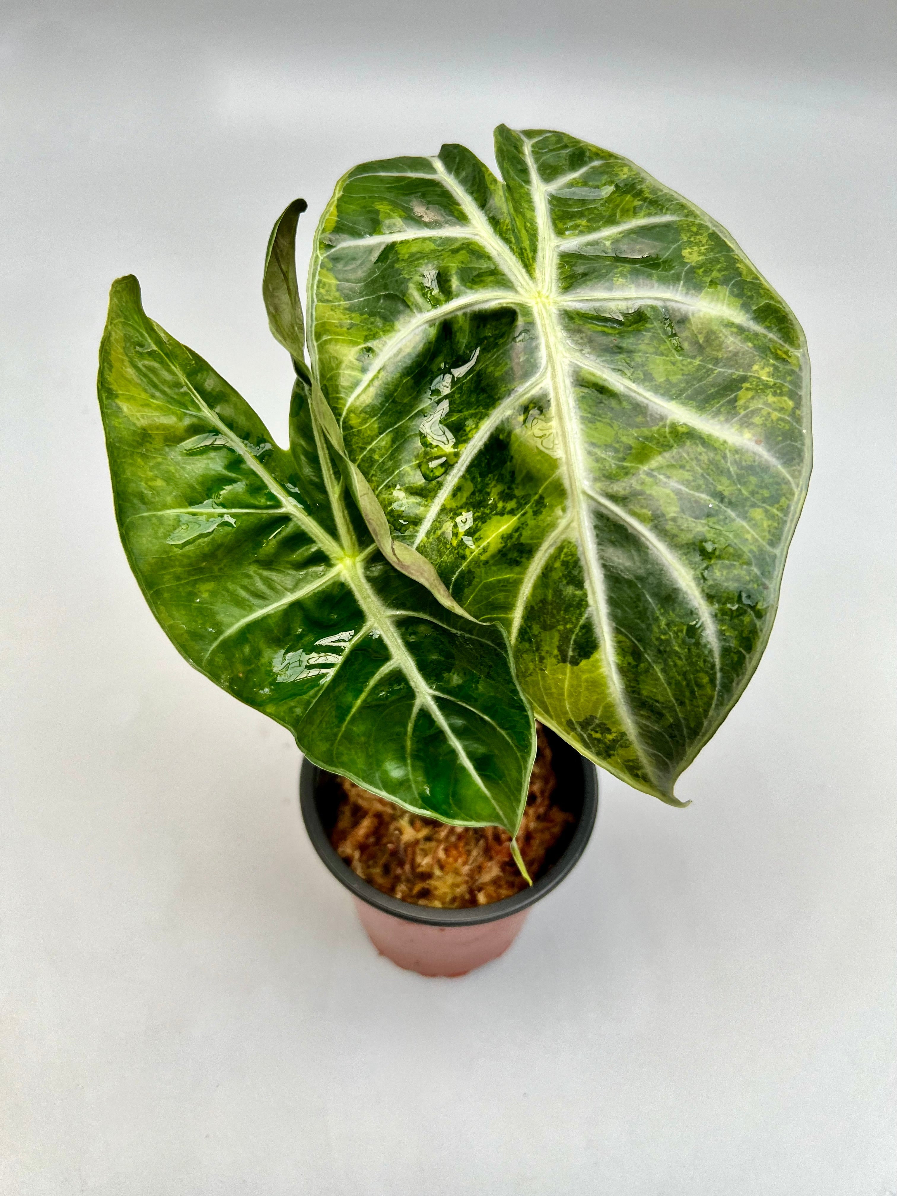 Alocasia Pink Dragon aurea variegata