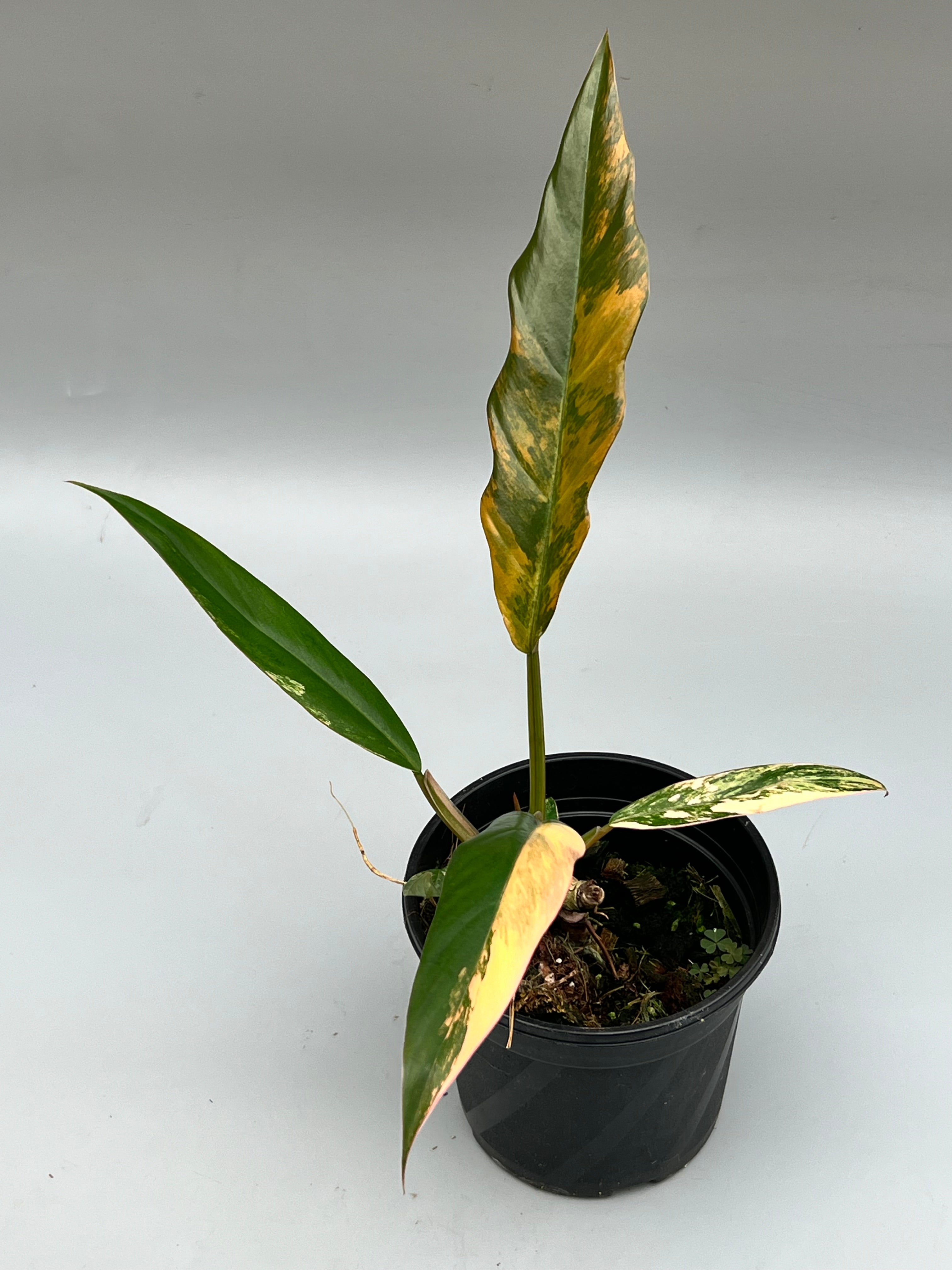 caramel philodendron Philodendron Caramel Marble (Small Plant)