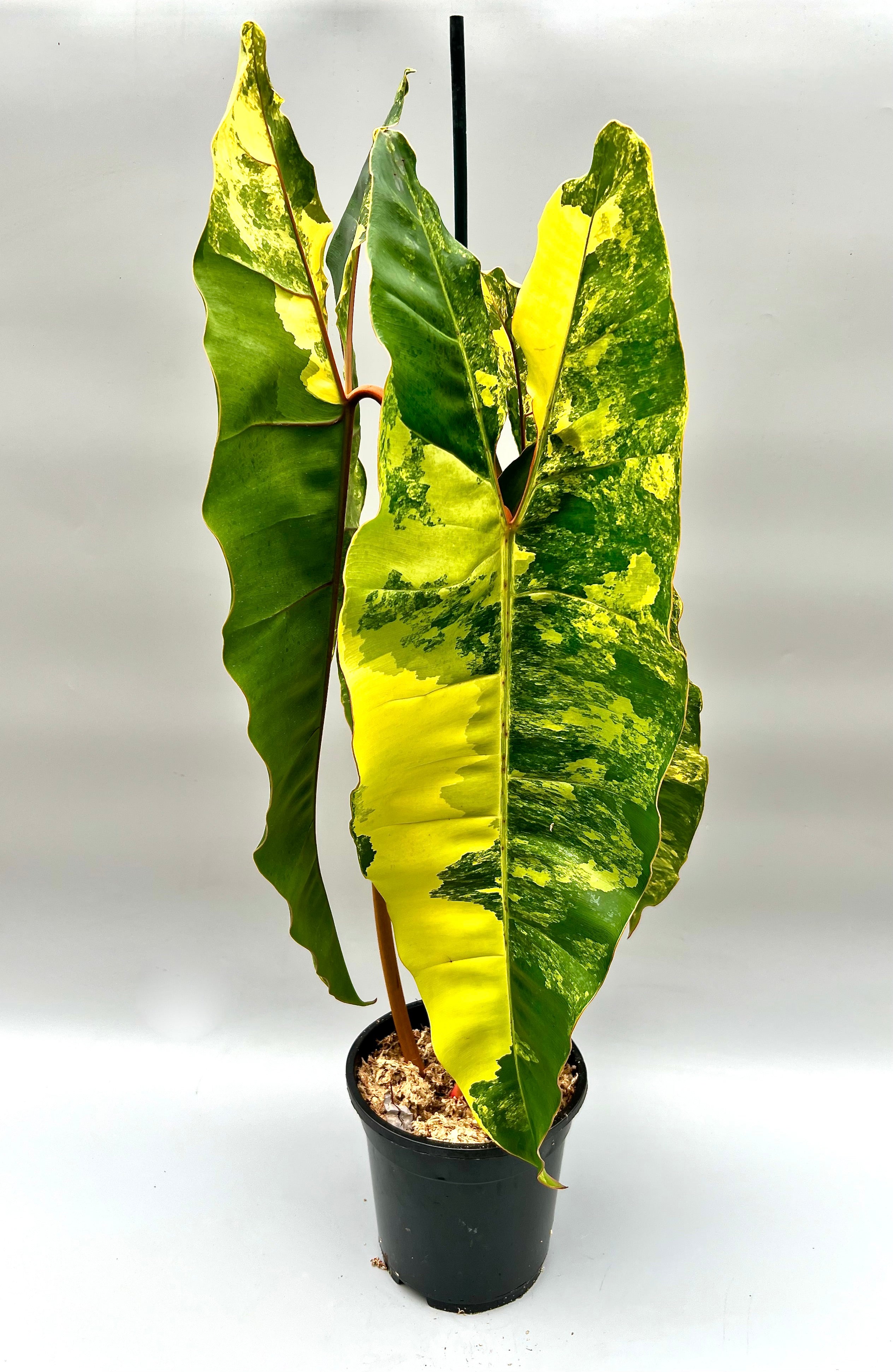 特価在庫あPhilodendron Billietiae Variegated フィロデンドロン ビレッティア斑入り (モンステラ、シンゴニウム、アロカシア) モンステラ
