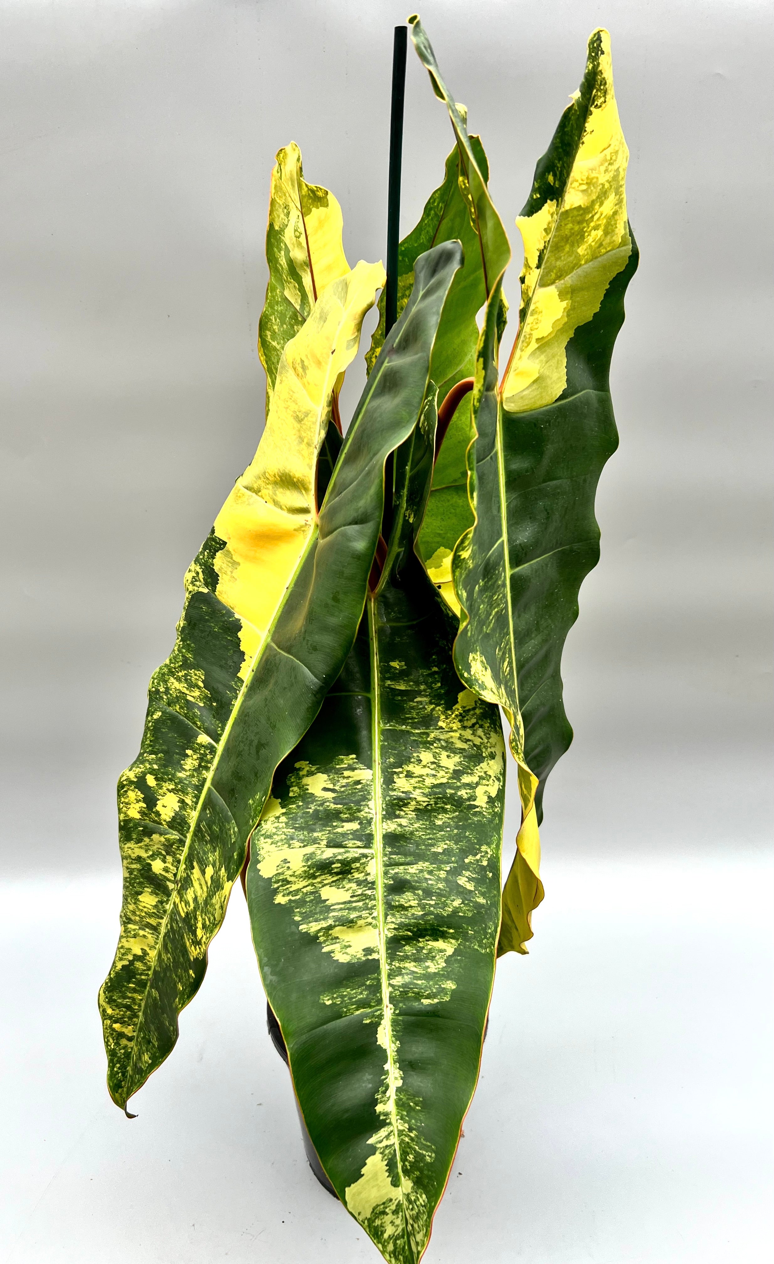 Philodendron billietiae Variegata