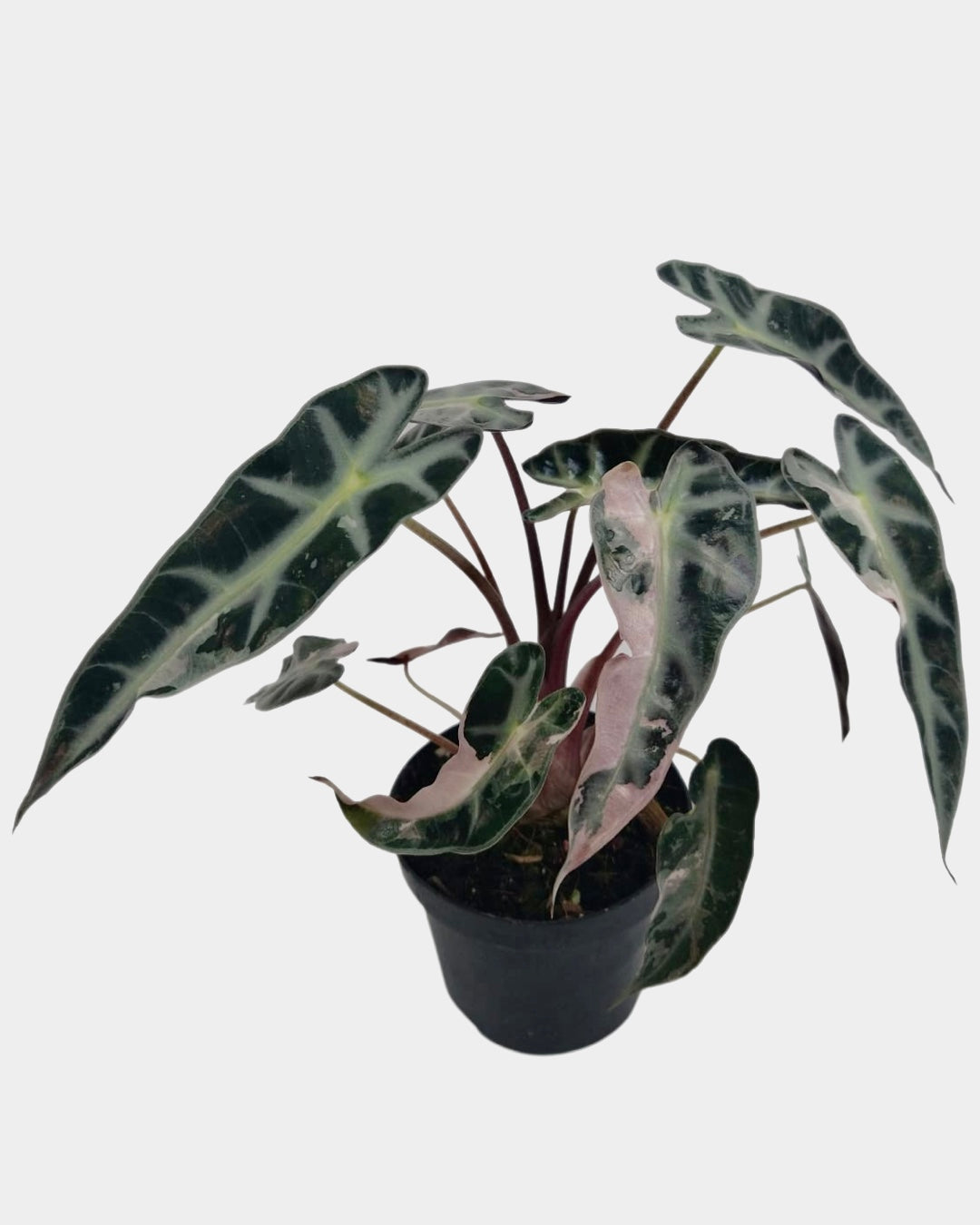 Alocasia Bambino Pink Variegata