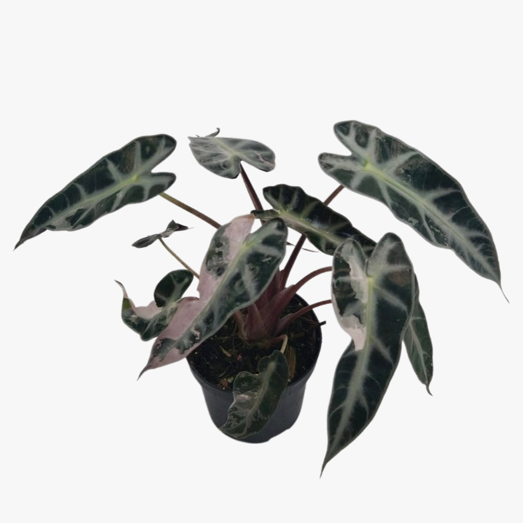 Alocasia Bambino Rosa Variegata (Eier, Knollen)