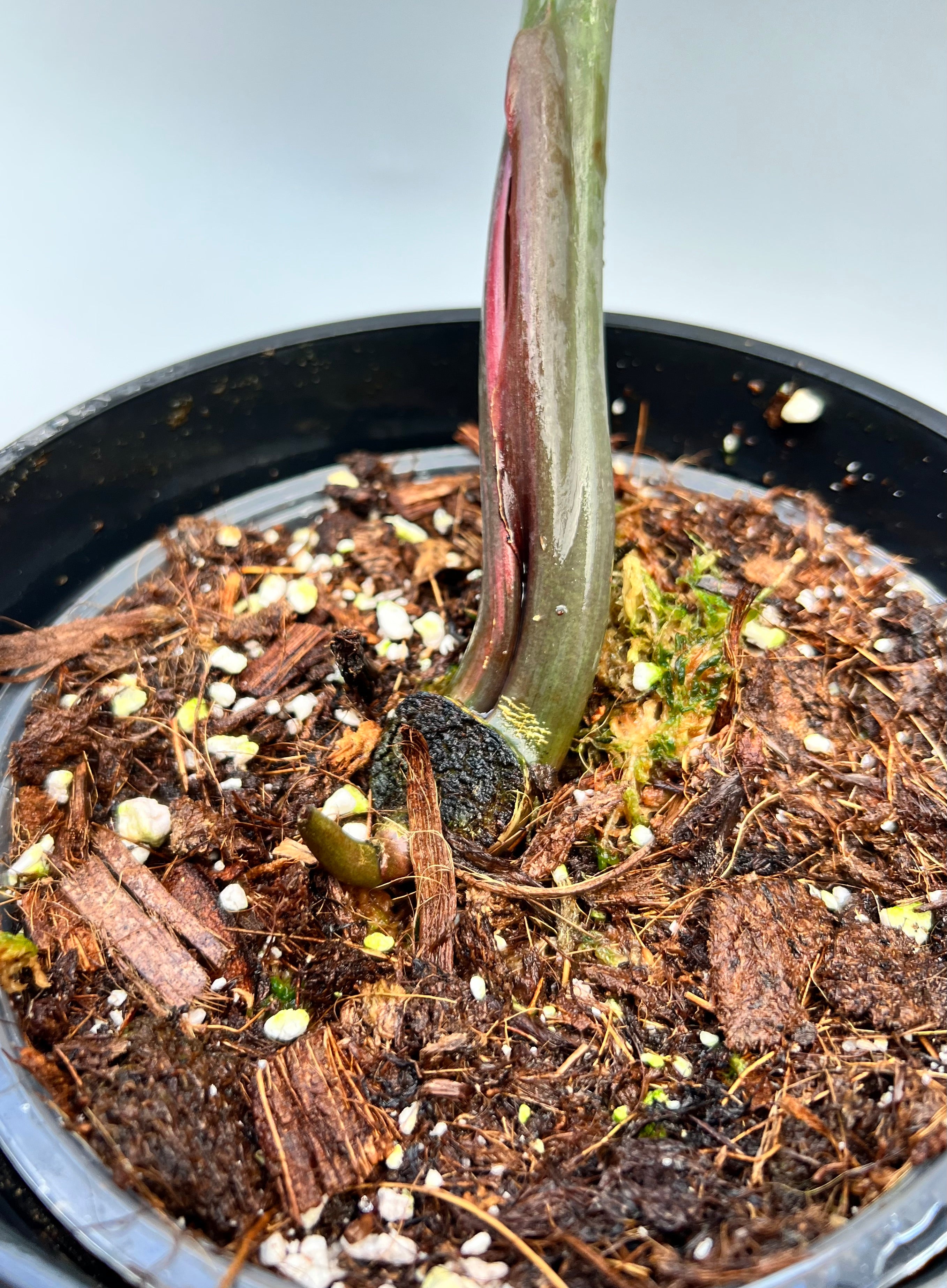 Philodendron Caramel Marble (Leaf Cutting)