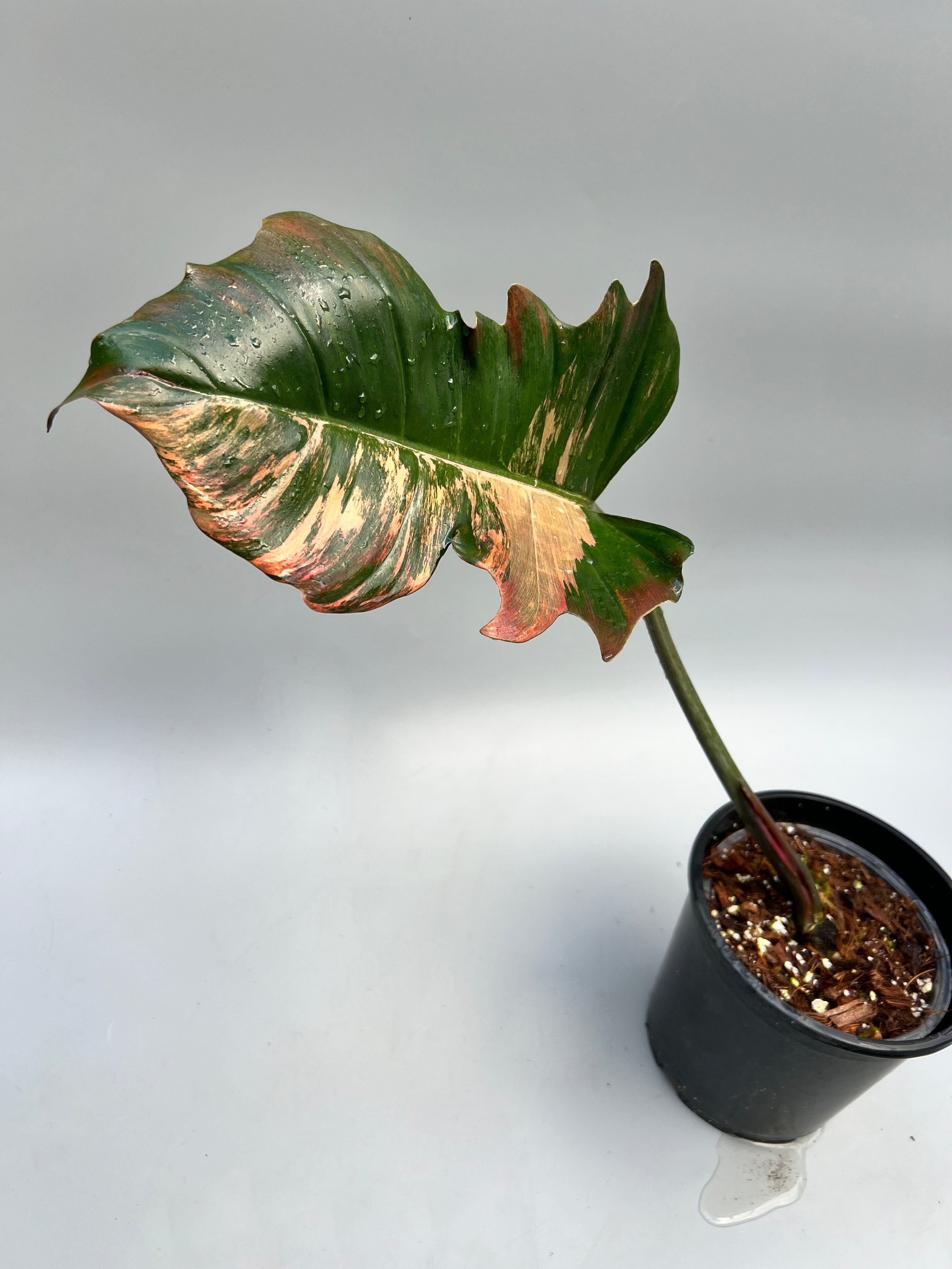 Philodendron Caramel Marble (Leaf Cutting)