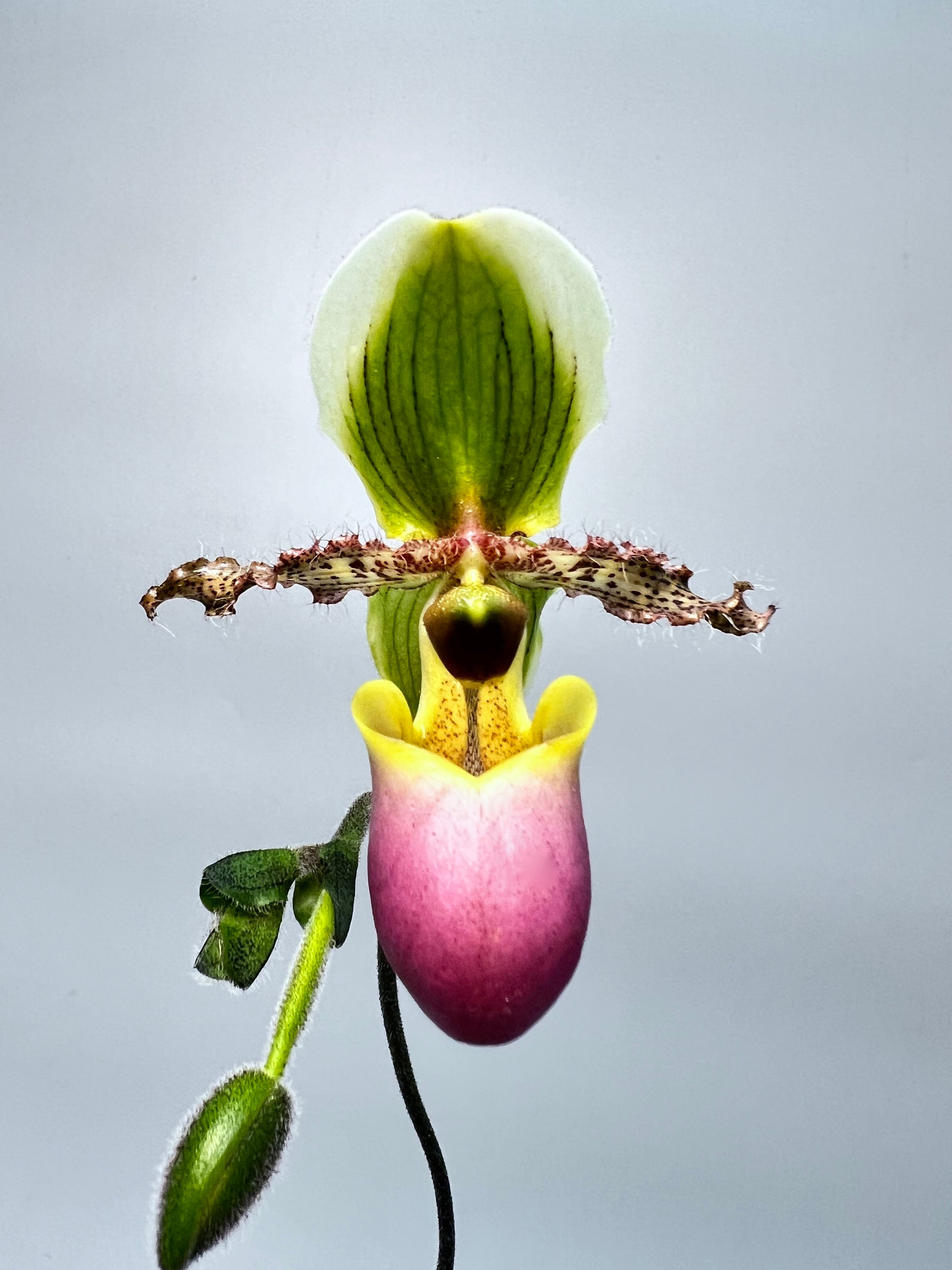 Paphiopedilum victoria mariae