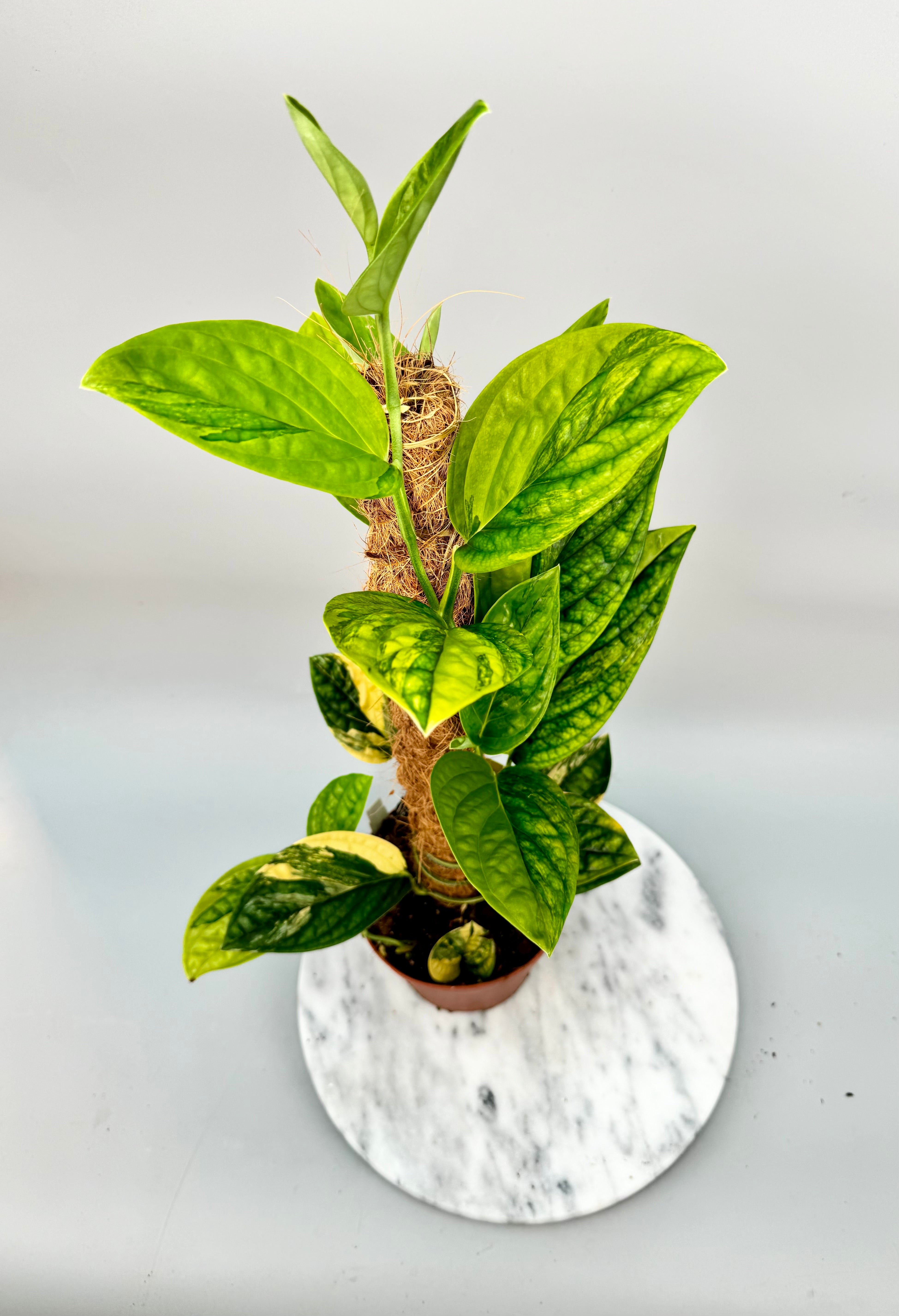 Monstera peru variegata (XXL Big Plant)