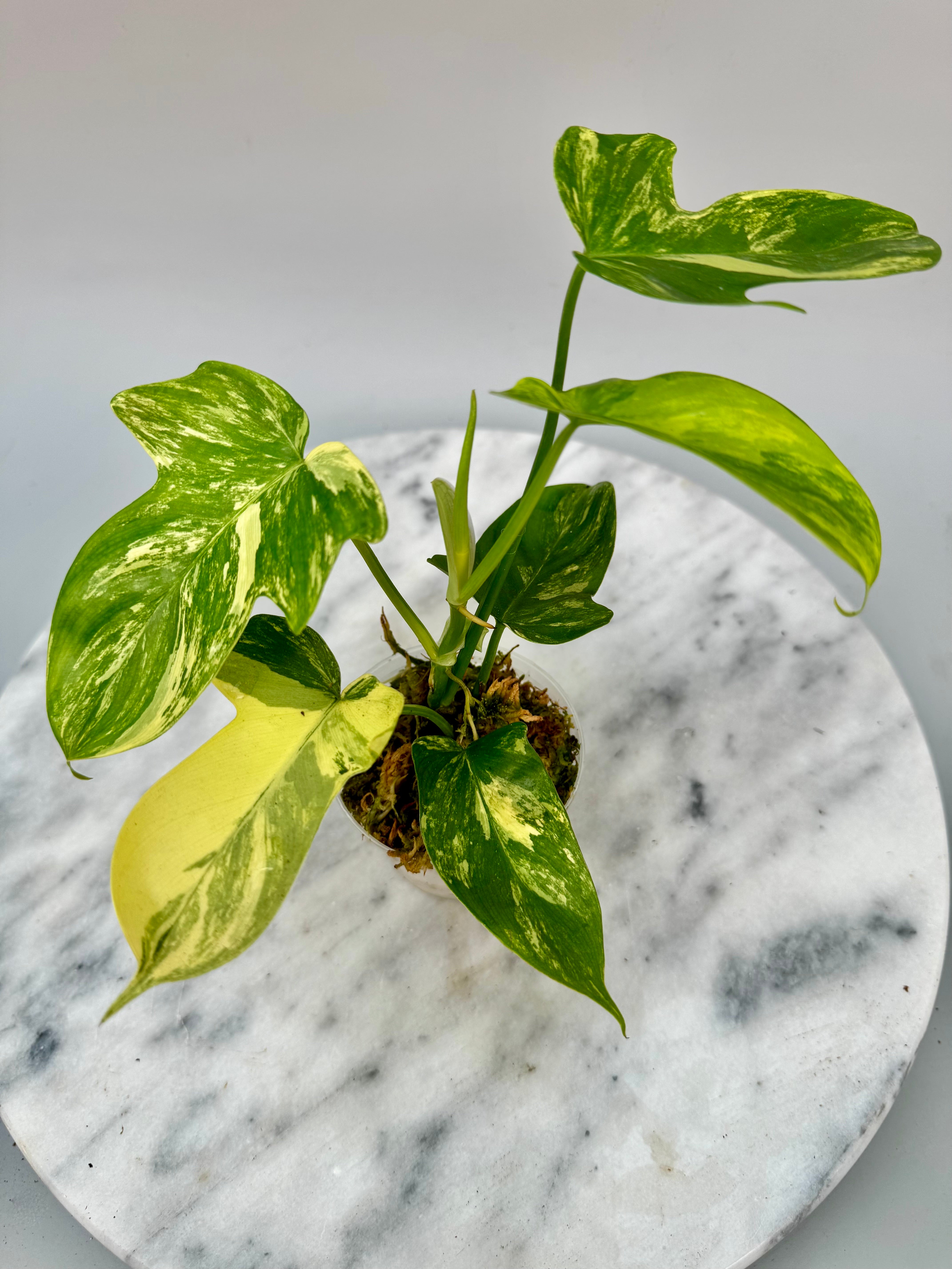 Philodendron squamiferium variegated