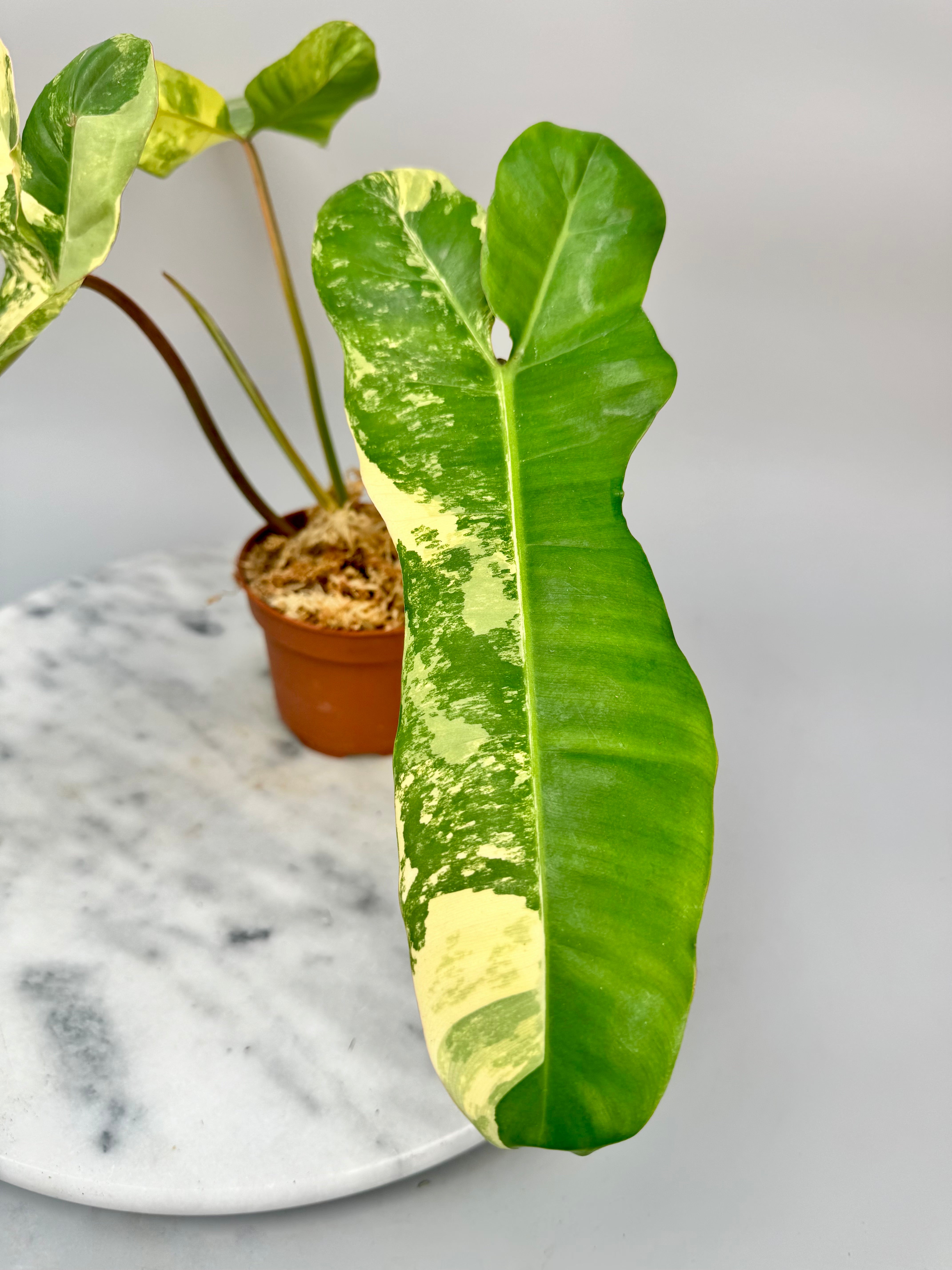 Philodendron billietiae variegata x Florida Beauty