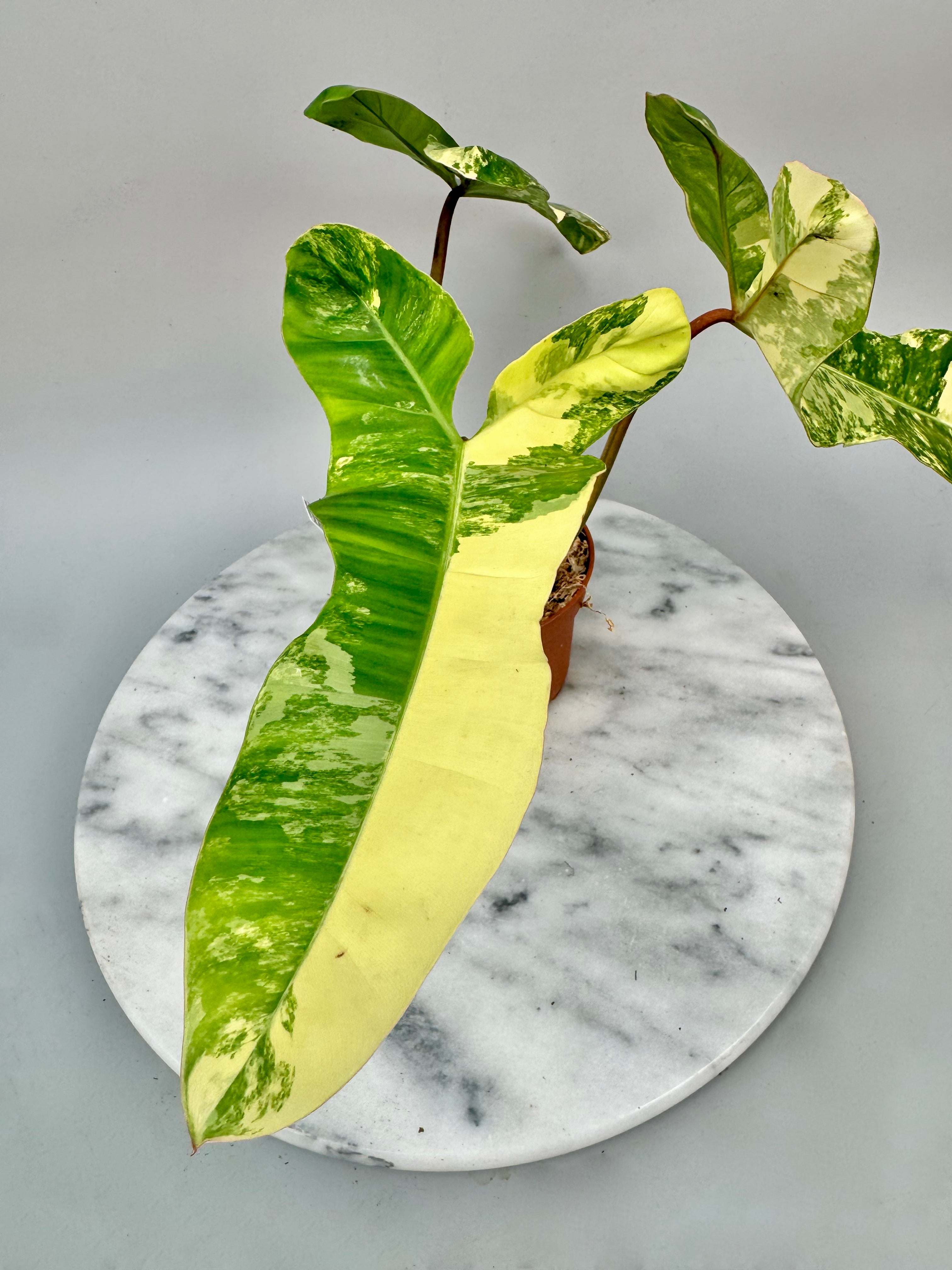 Philodendron billietiae variegata x Florida Beauty (Nr 1)