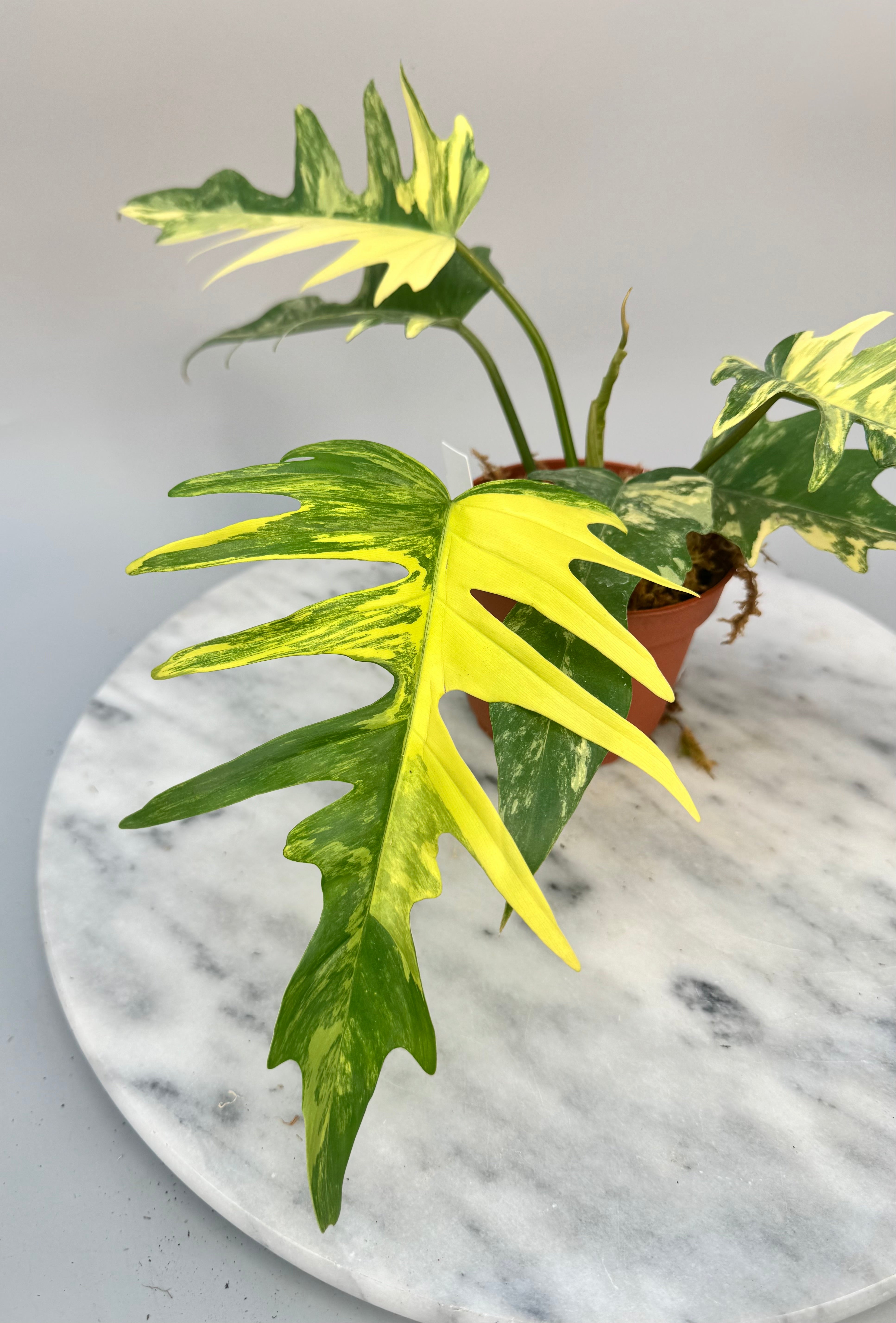 Philodendron tortum x Florida Beauty (Big Plant)